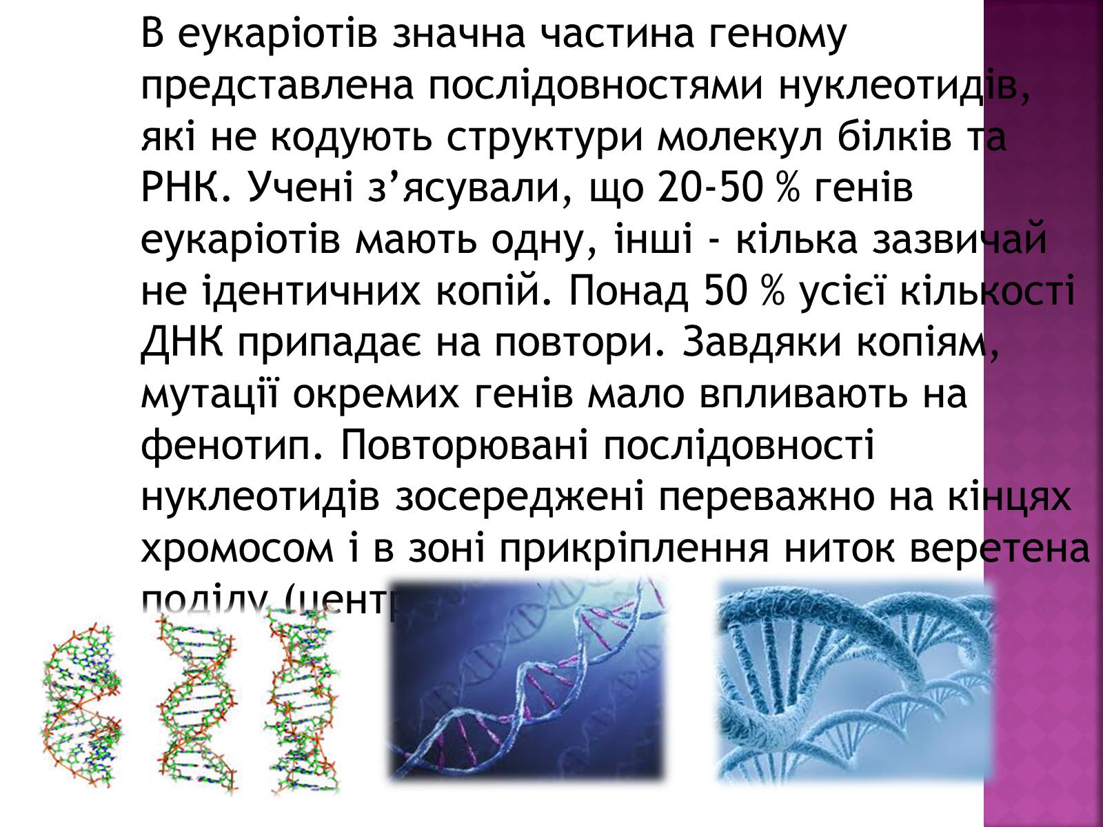 Презентація на тему «Основні закономірності функціонування генів у про – та еукаріотів» (варіант 2) - Слайд #13