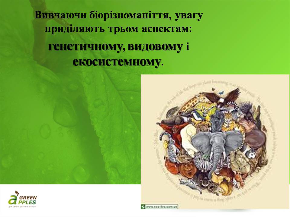 Презентація на тему «Біорізноманіття» (варіант 10) - Слайд #15