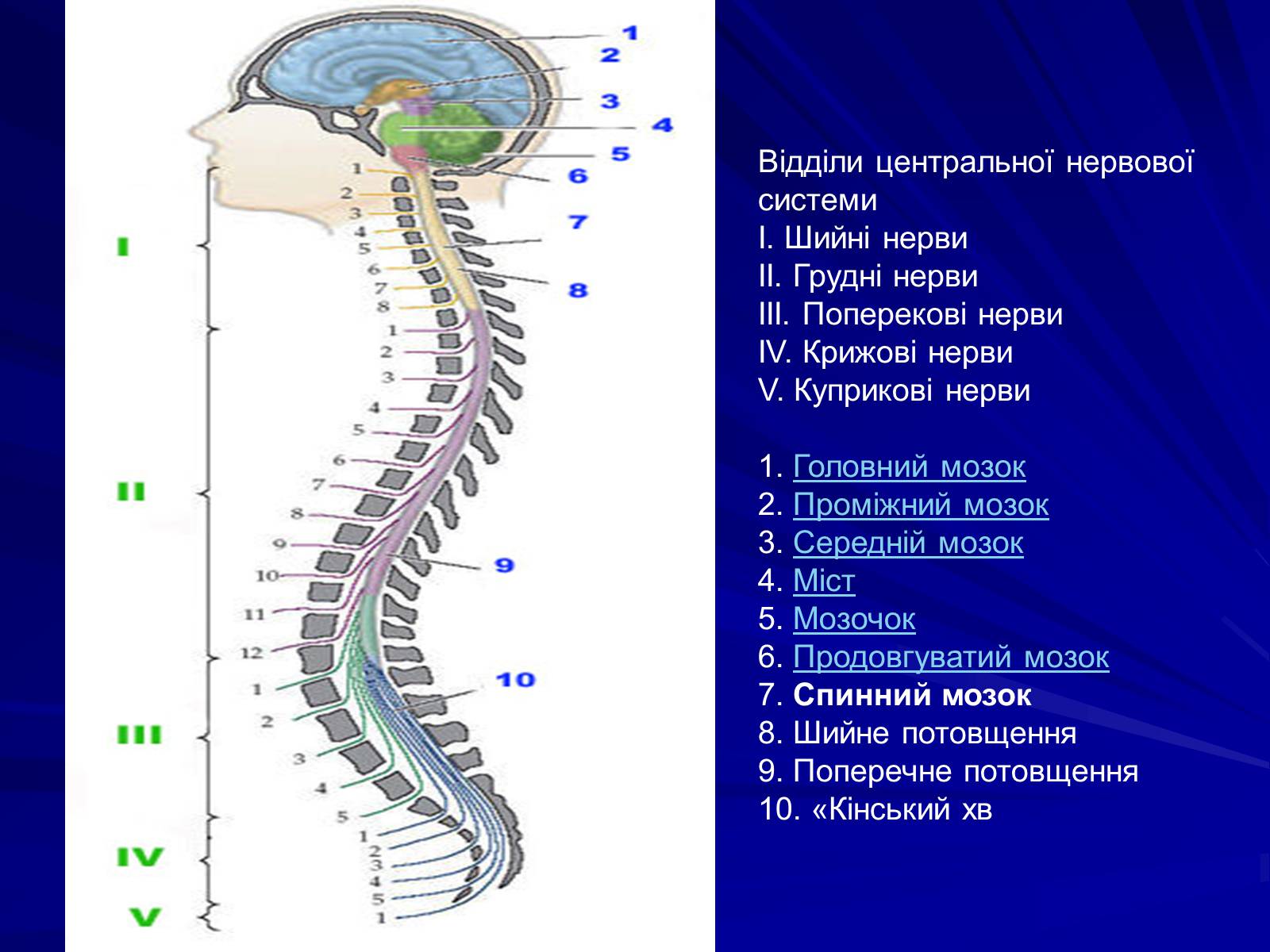 Презентація на тему «Спинний мозок» (варіант 1) - Слайд #4