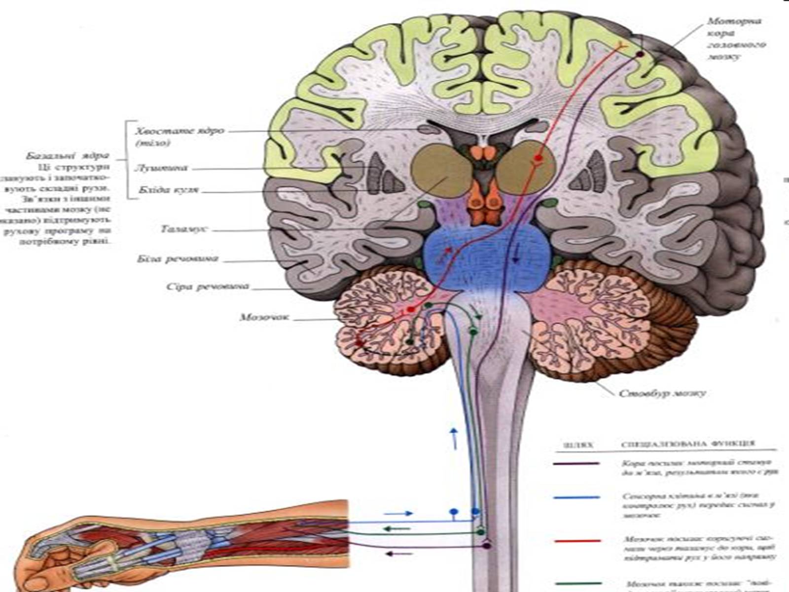 Презентація на тему «Спинний мозок» (варіант 1) - Слайд #19