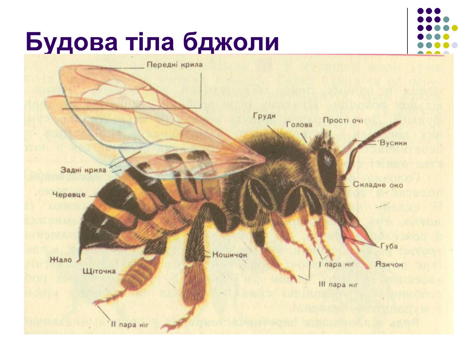 Презентація на тему «Суспільні комахи» - Слайд #6