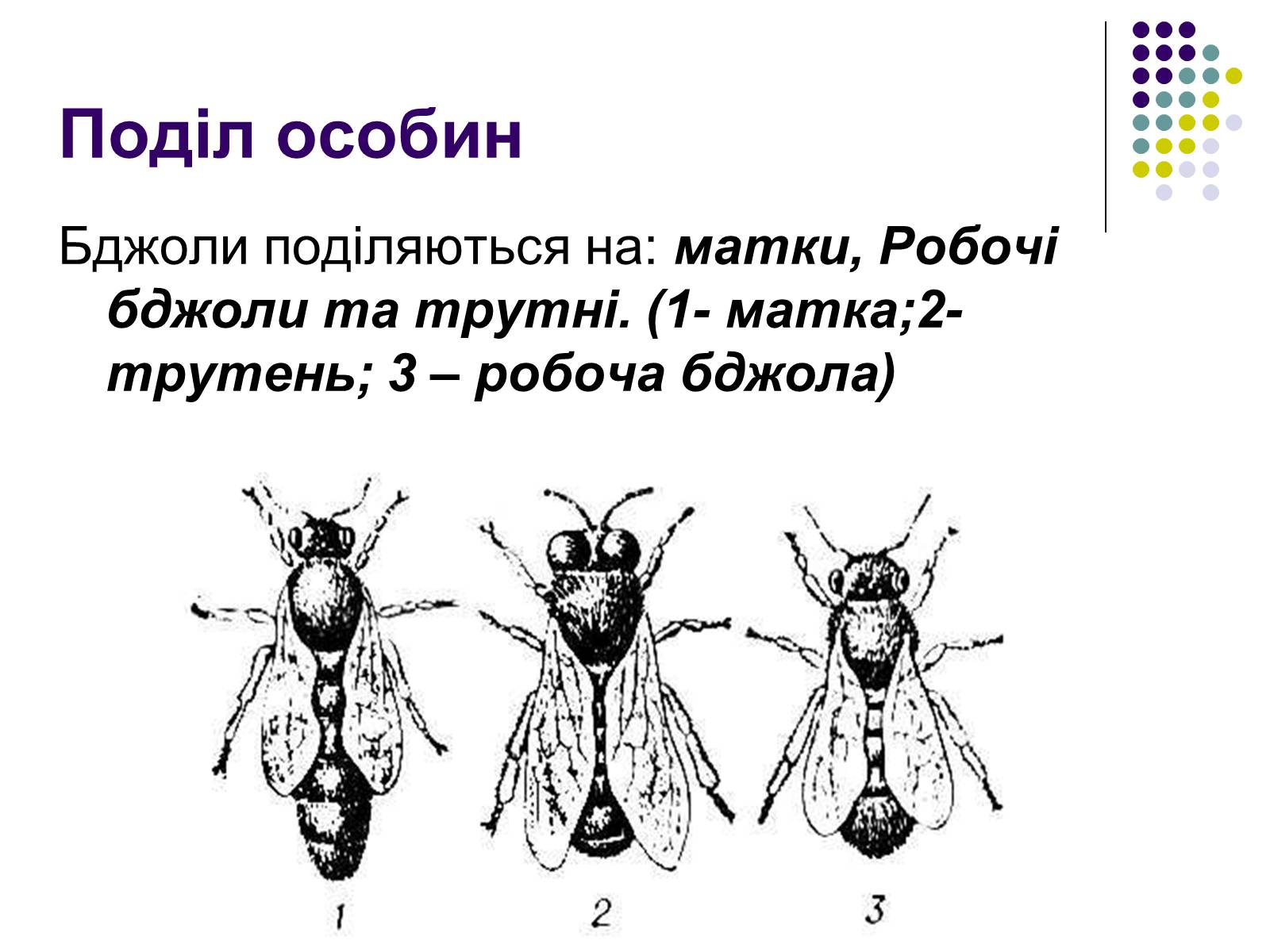 Презентація на тему «Суспільні комахи» - Слайд #11