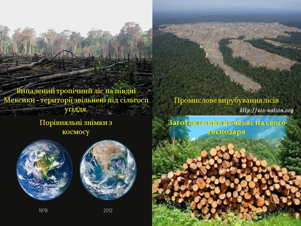 Презентація на тему «Стан тропічних лісів» - Слайд #8