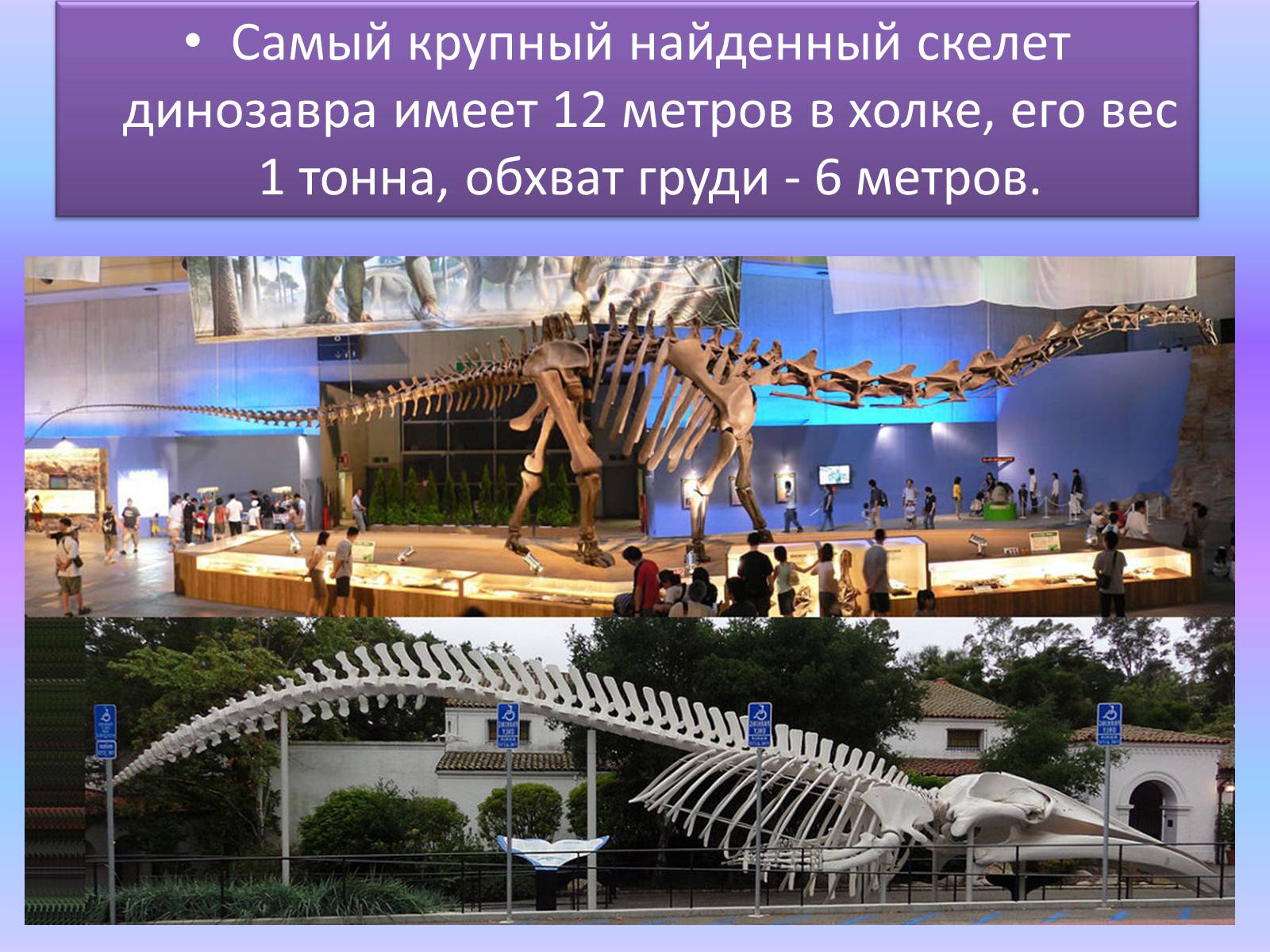 Презентація на тему «Век динозавров» - Слайд #6