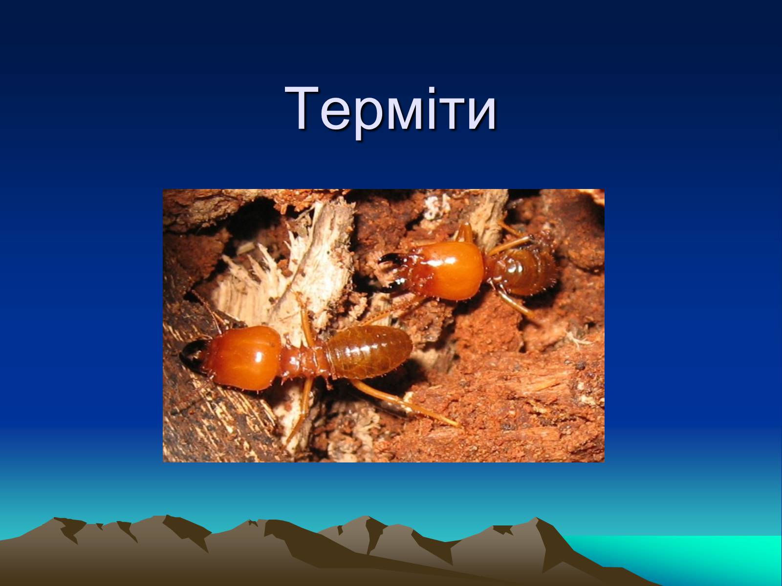Презентація на тему «Терміти» - Слайд #1