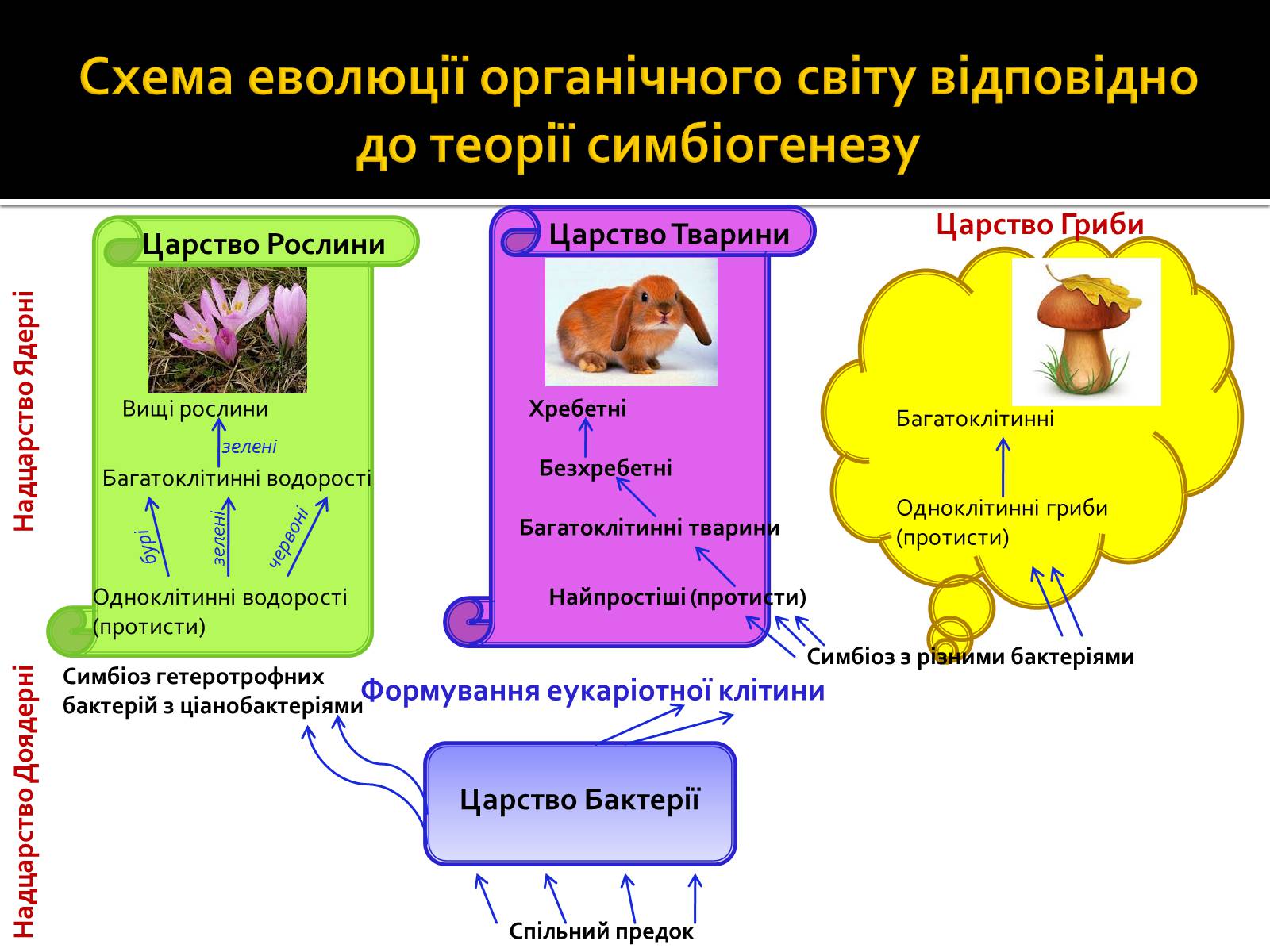Презентація на тему «Теорія симбіогенезу і виникнення еукаріотів» - Слайд #5