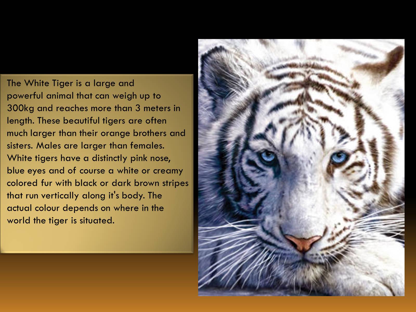 Презентація на тему «White Tiger» - Слайд #3