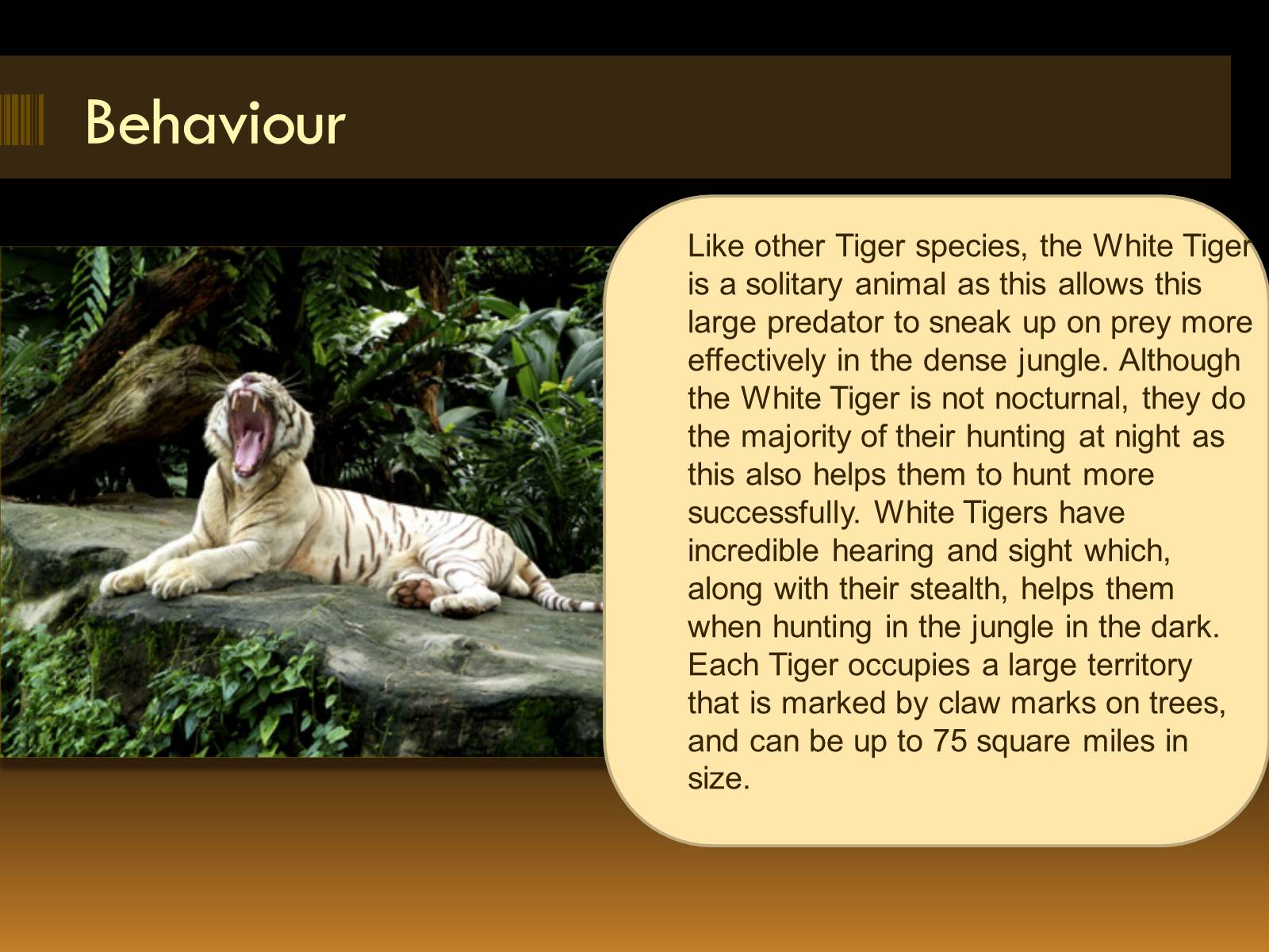 Презентація на тему «White Tiger» - Слайд #5