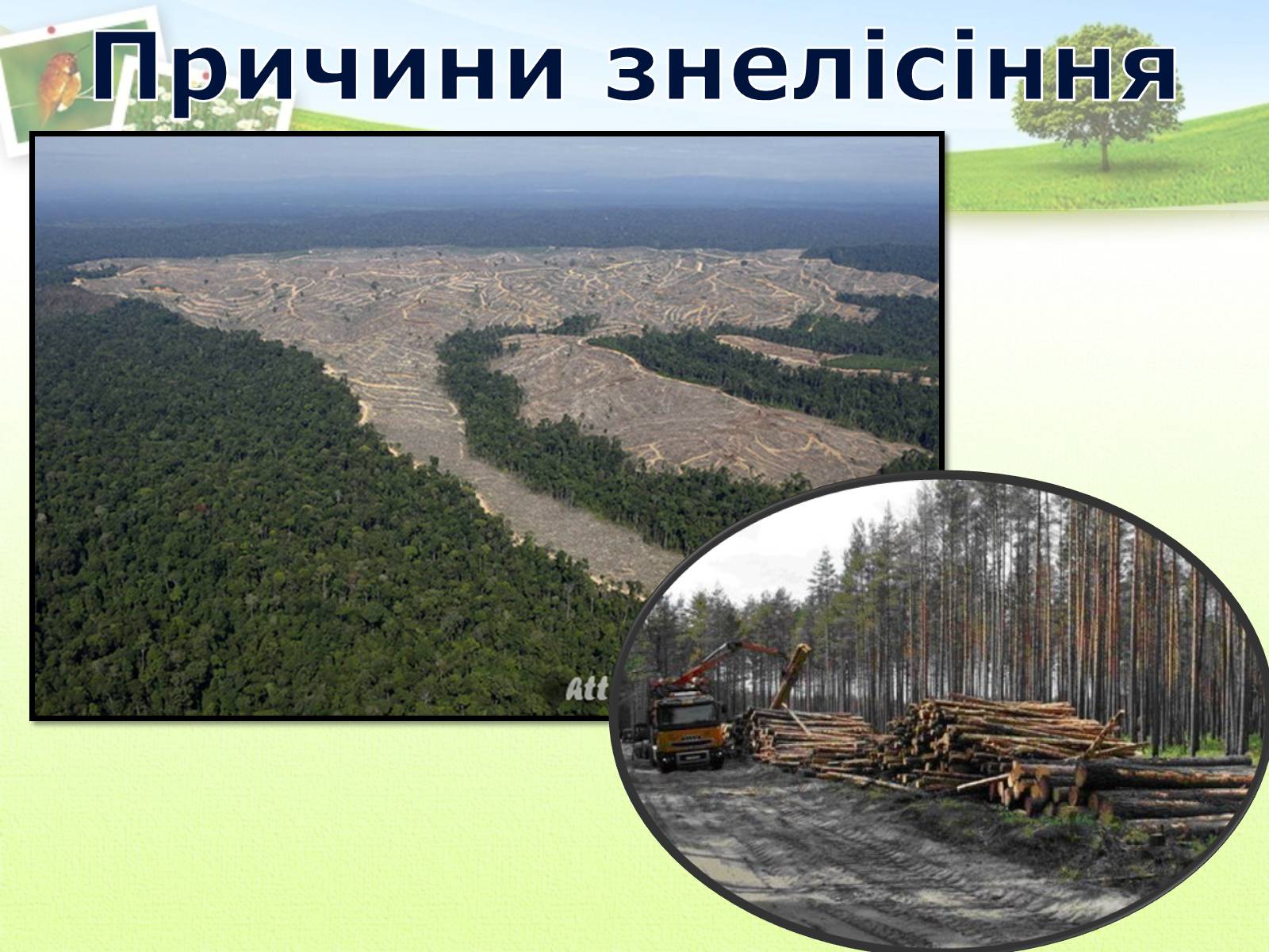 Презентація на тему «Вирубування лісів» - Слайд #6