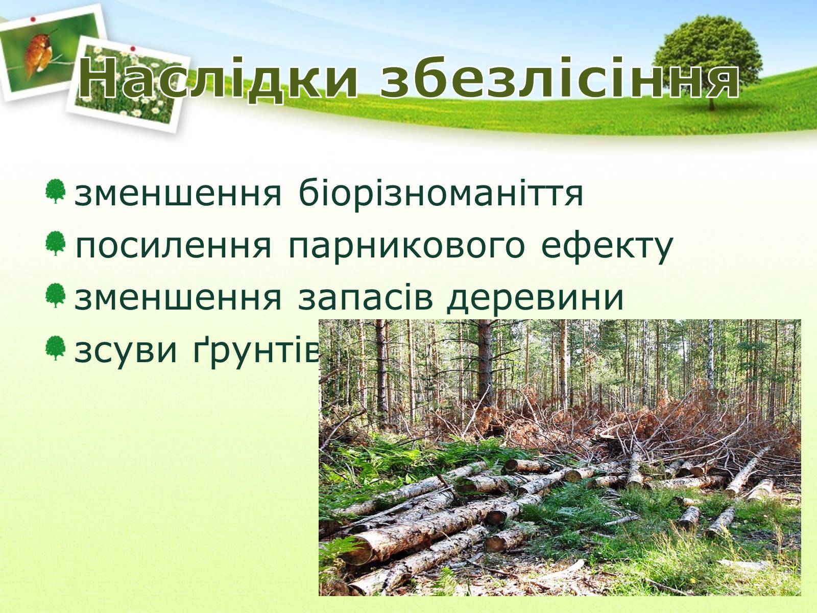 Презентація на тему «Вирубування лісів» - Слайд #14