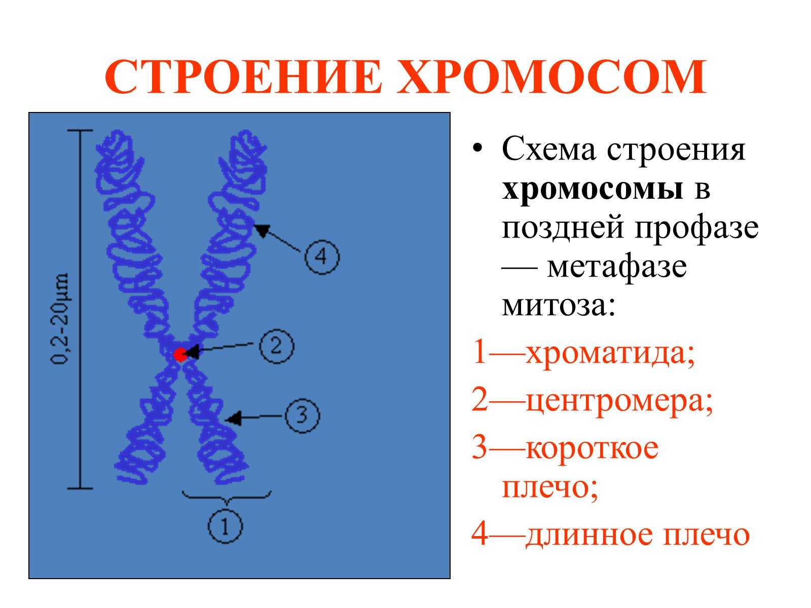Презентація на тему «Хромосомы» - Слайд #6