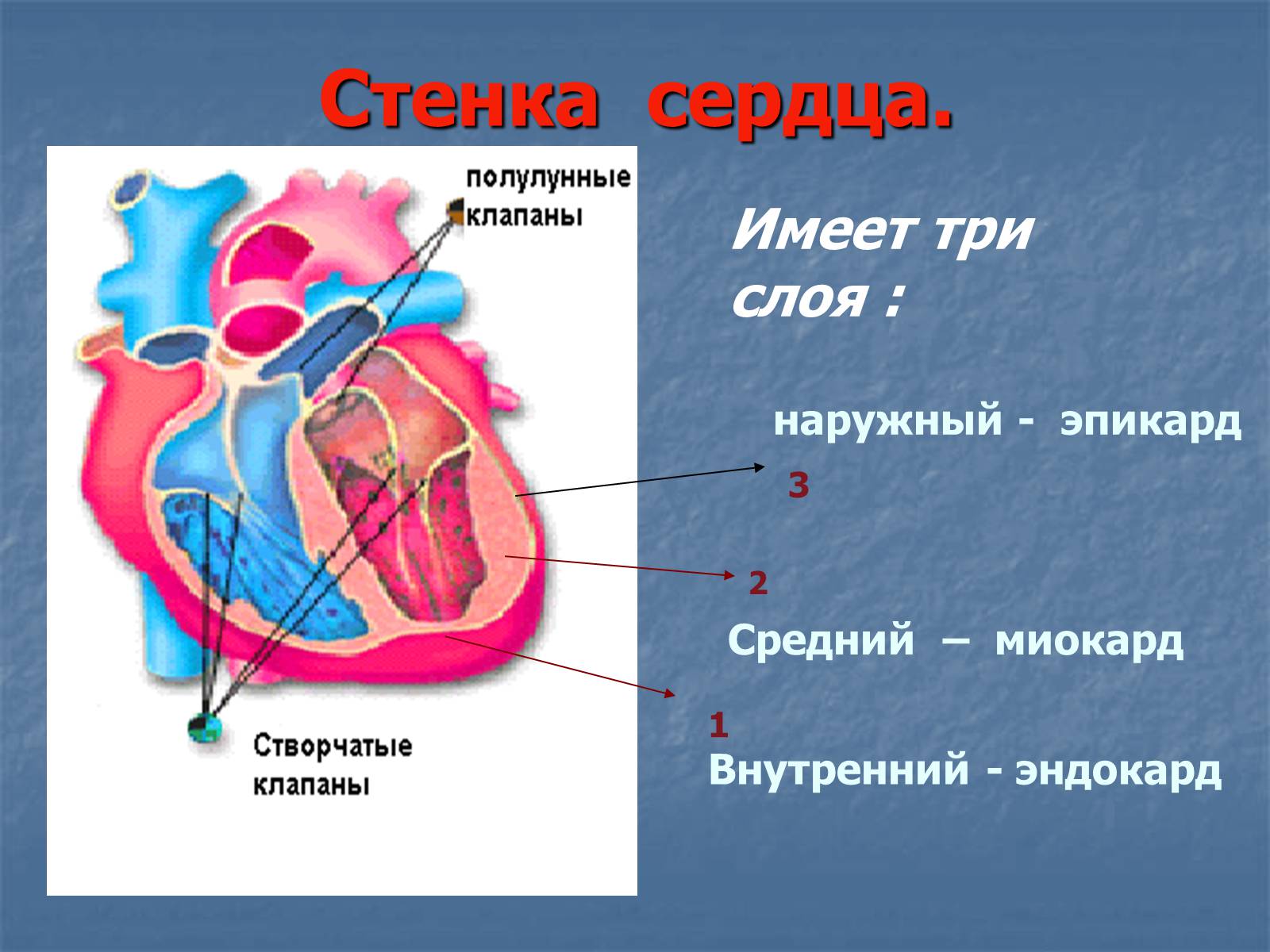 Презентація на тему «Строение и работа сердца» - Слайд #7