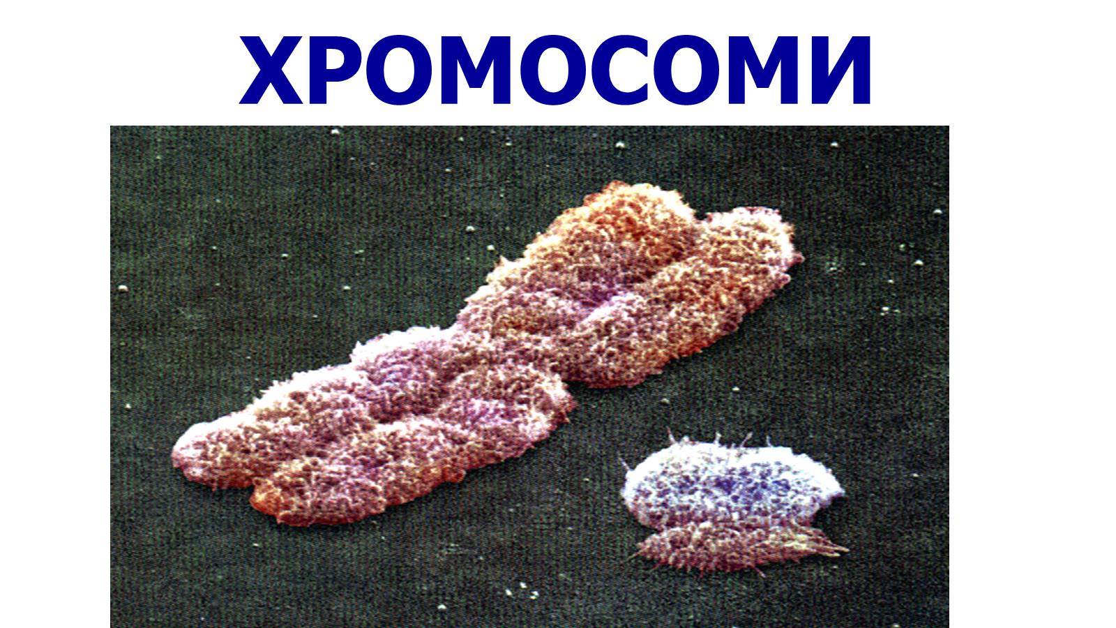 Презентація на тему «Хромосоми» (варіант 1) - Слайд #1