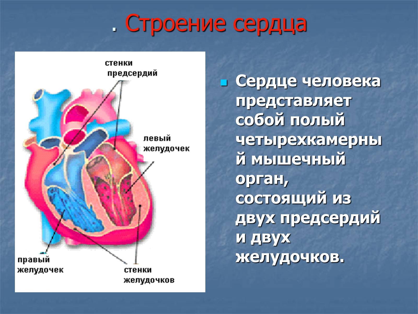 Презентація на тему «Строение и работа сердца» - Слайд #8
