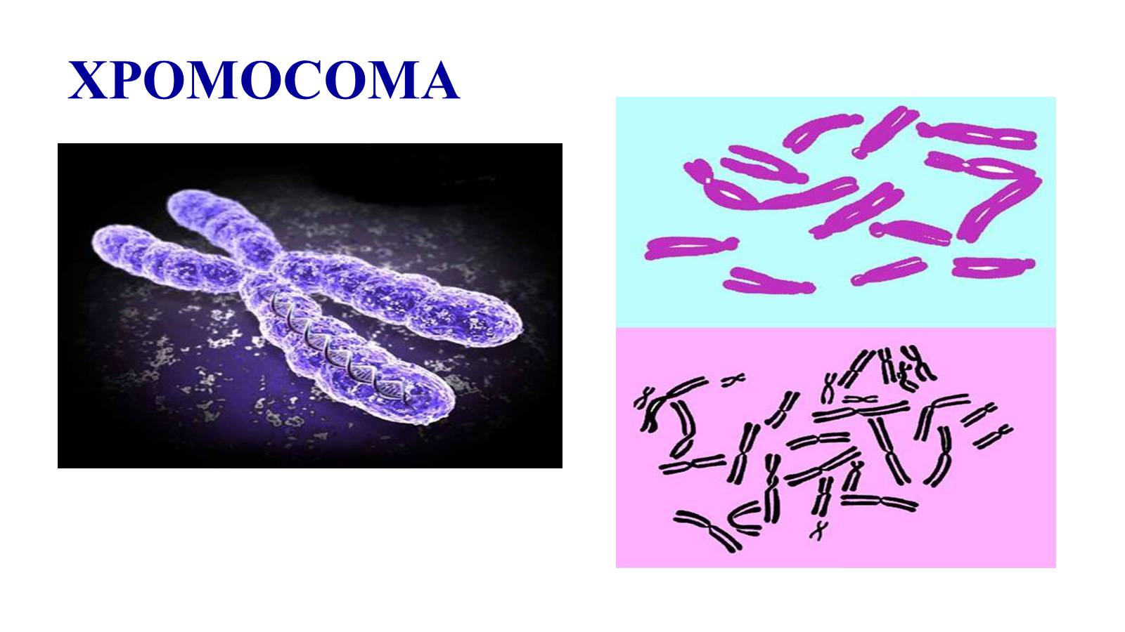 Презентація на тему «Хромосоми» (варіант 1) - Слайд #6