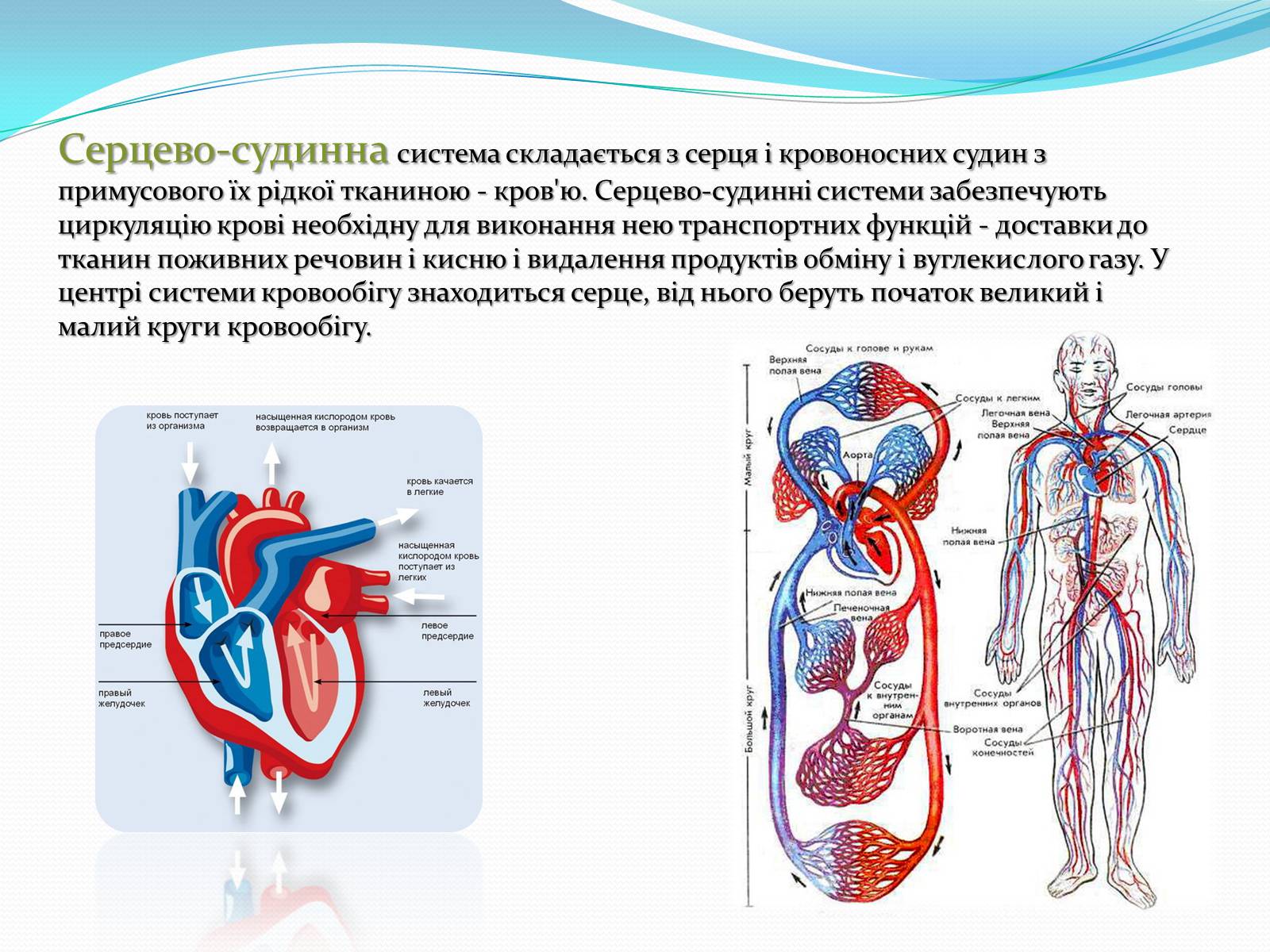Презентація на тему «Серцево-судинні захворювання» - Слайд #2