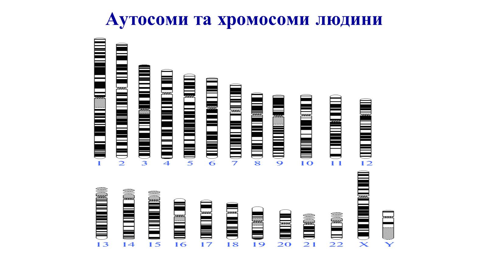 Презентація на тему «Хромосоми» (варіант 1) - Слайд #9