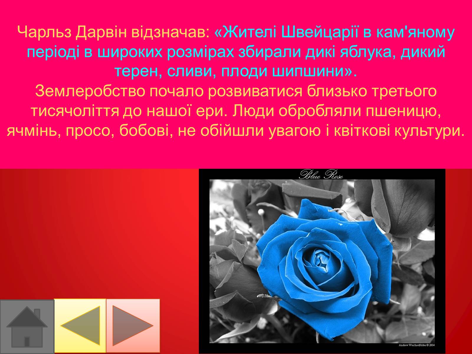 Презентація на тему «Троянди» (варіант 2) - Слайд #4