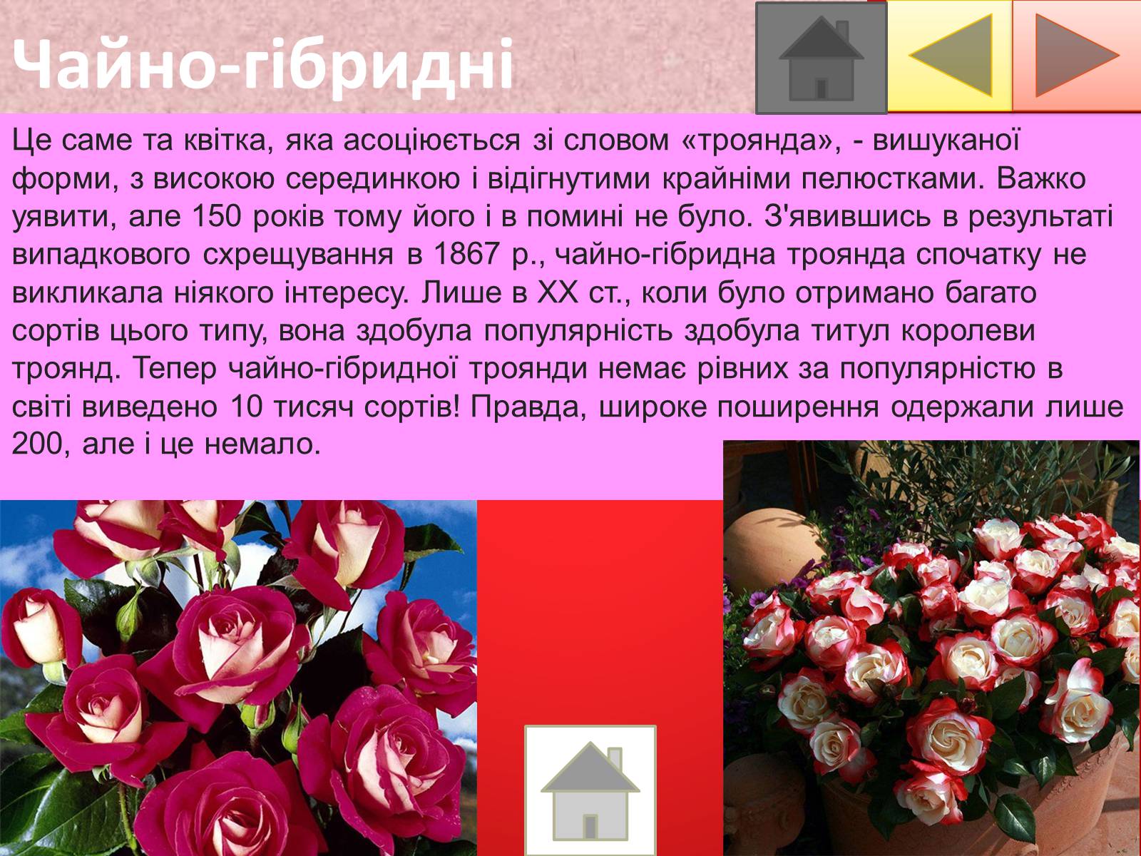 Презентація на тему «Троянди» (варіант 2) - Слайд #20