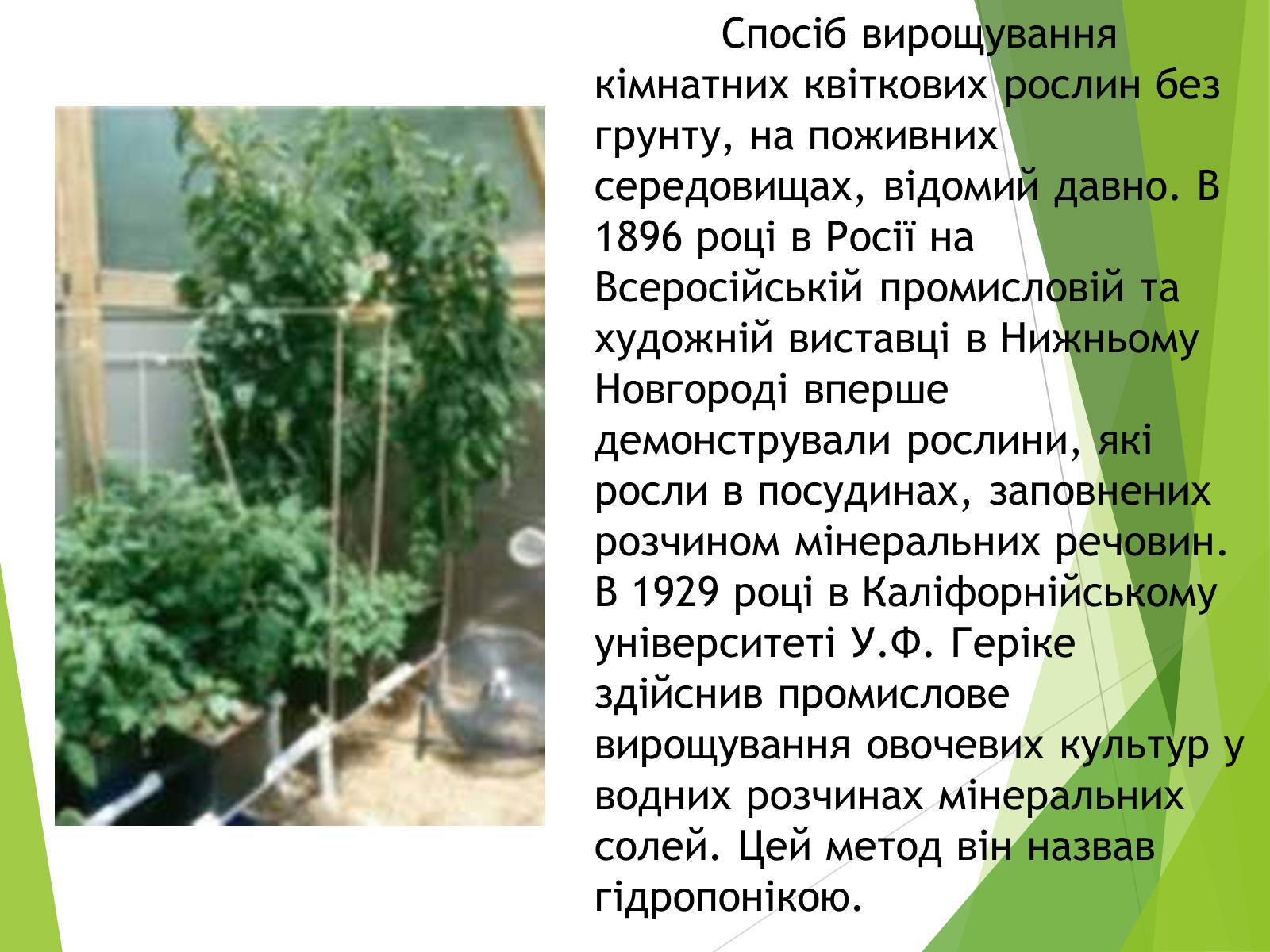 Презентація на тему «Вирощування культурних рослин методом гідропоніки» - Слайд #4