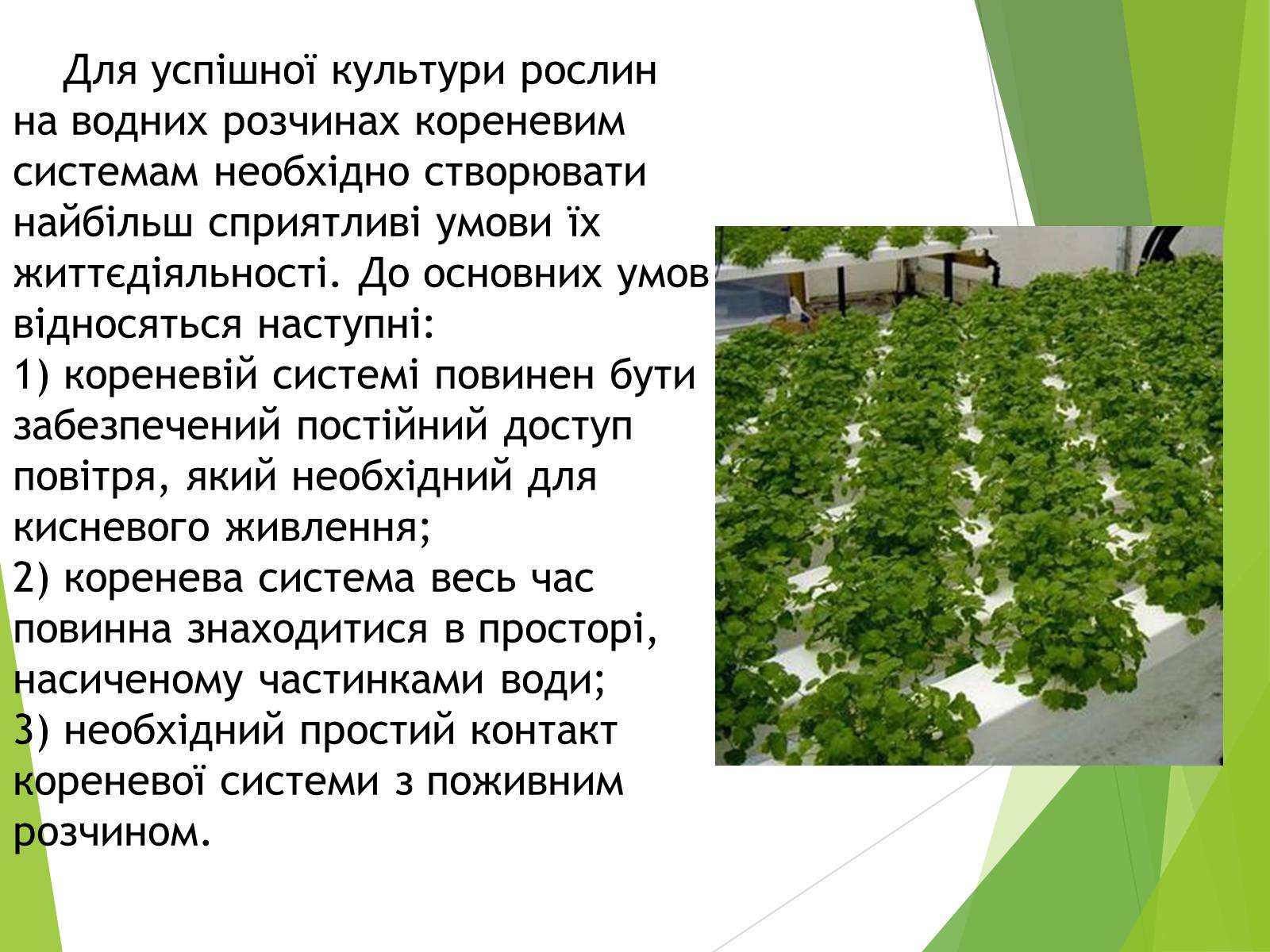 Презентація на тему «Вирощування культурних рослин методом гідропоніки» - Слайд #5