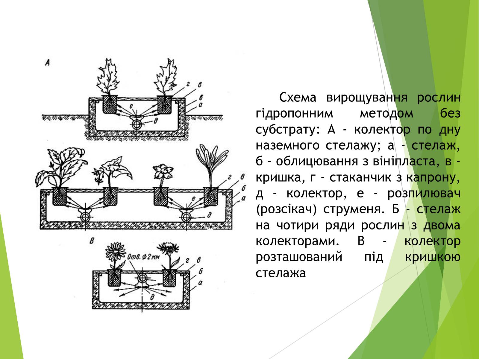 Презентація на тему «Вирощування культурних рослин методом гідропоніки» - Слайд #7