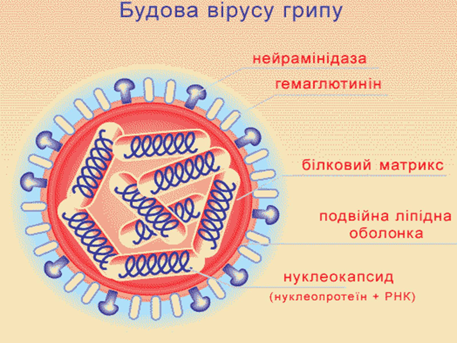 Презентація на тему «Вірус грипу» - Слайд #9