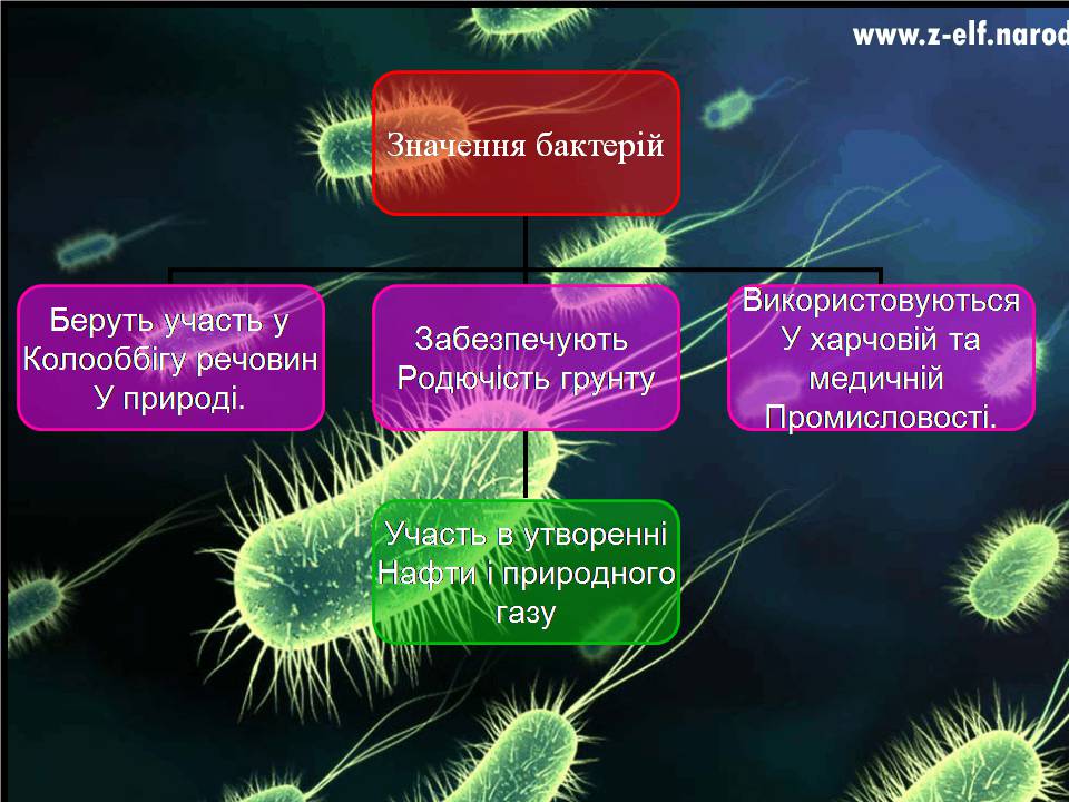 Презентація на тему «Бактерії» (варіант 4) - Слайд #9