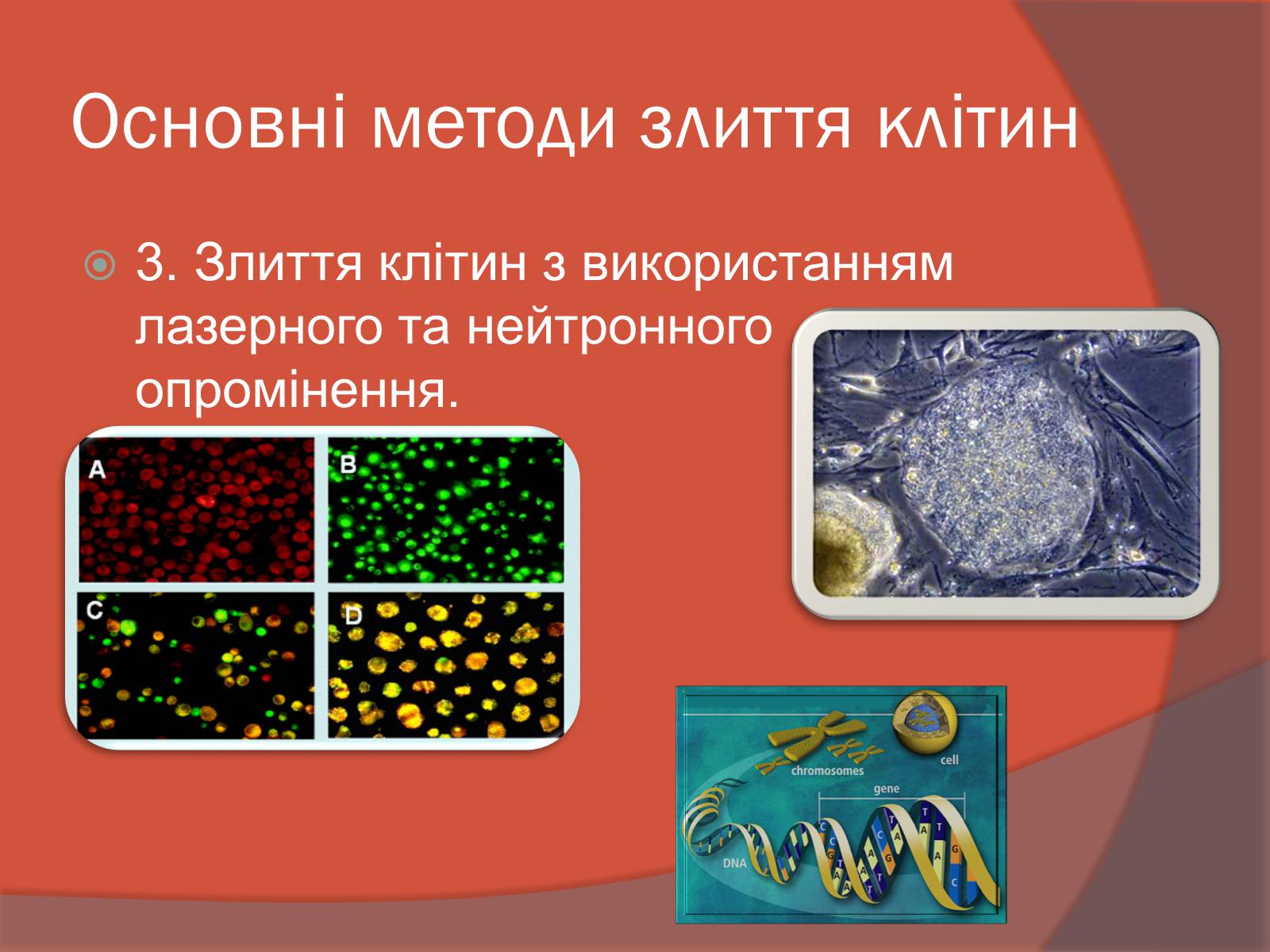 Презентація на тему «Клітинна інженерія» (варіант 3) - Слайд #9
