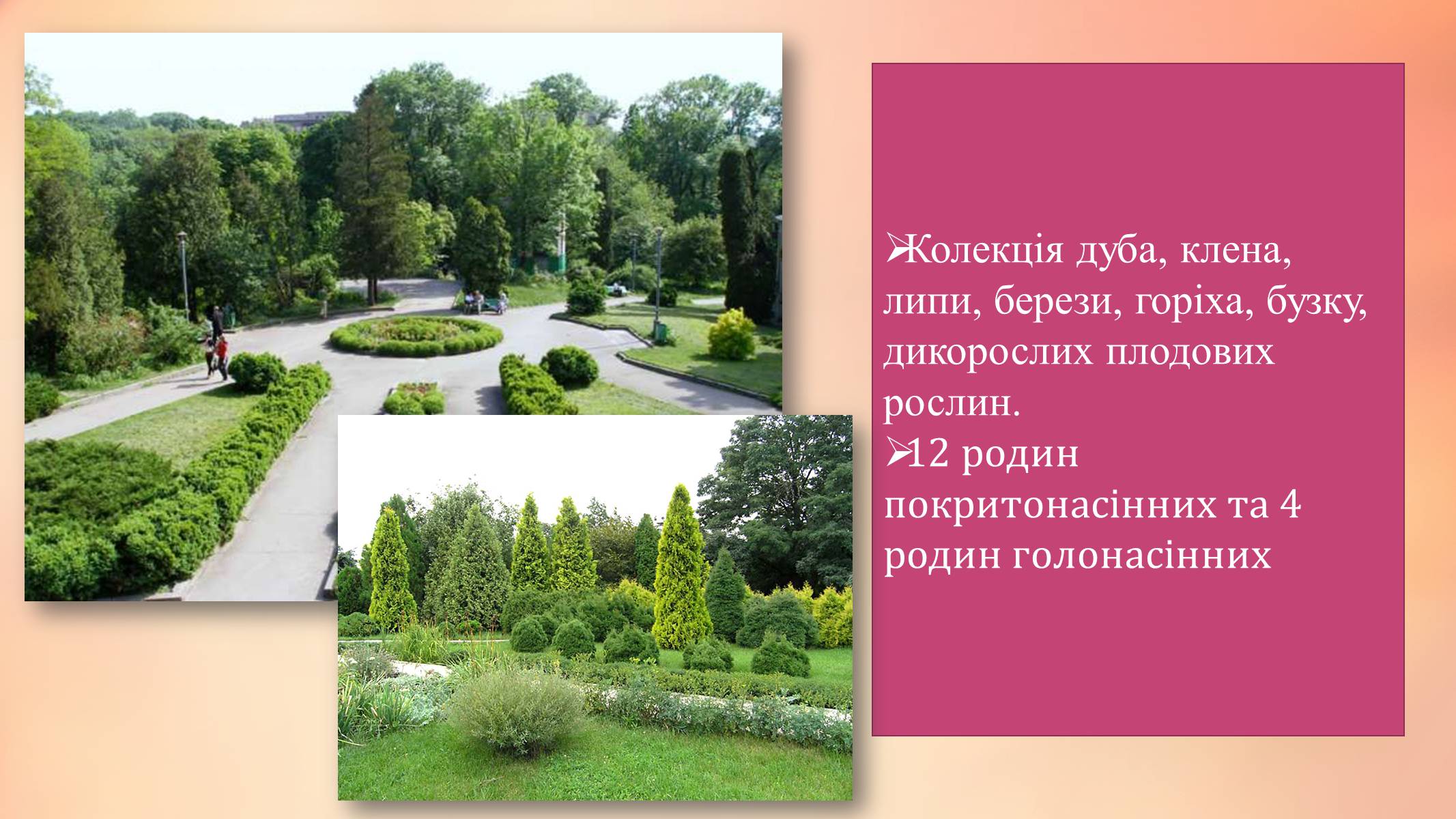 Презентація на тему «Національний ботанічний сад ім. М. Гришка» - Слайд #10