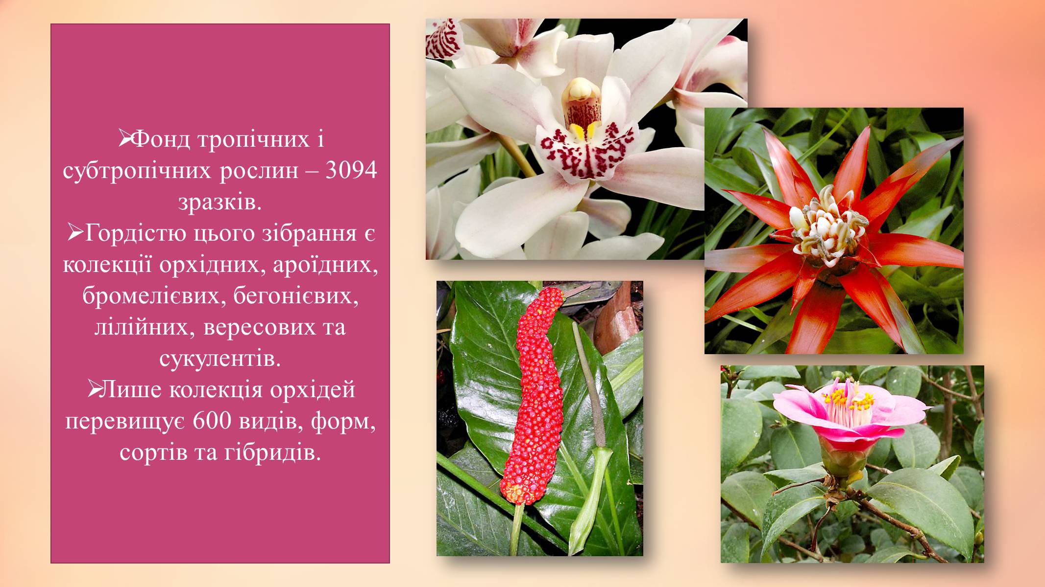 Презентація на тему «Національний ботанічний сад ім. М. Гришка» - Слайд #13