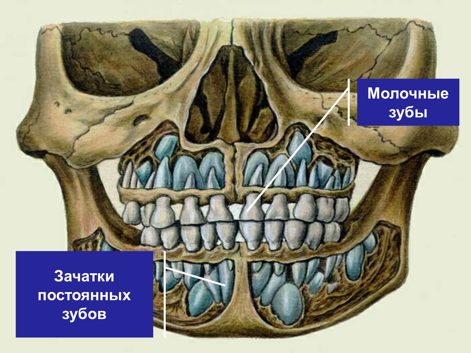 Презентація на тему «Зуби» (варіант 4) - Слайд #6