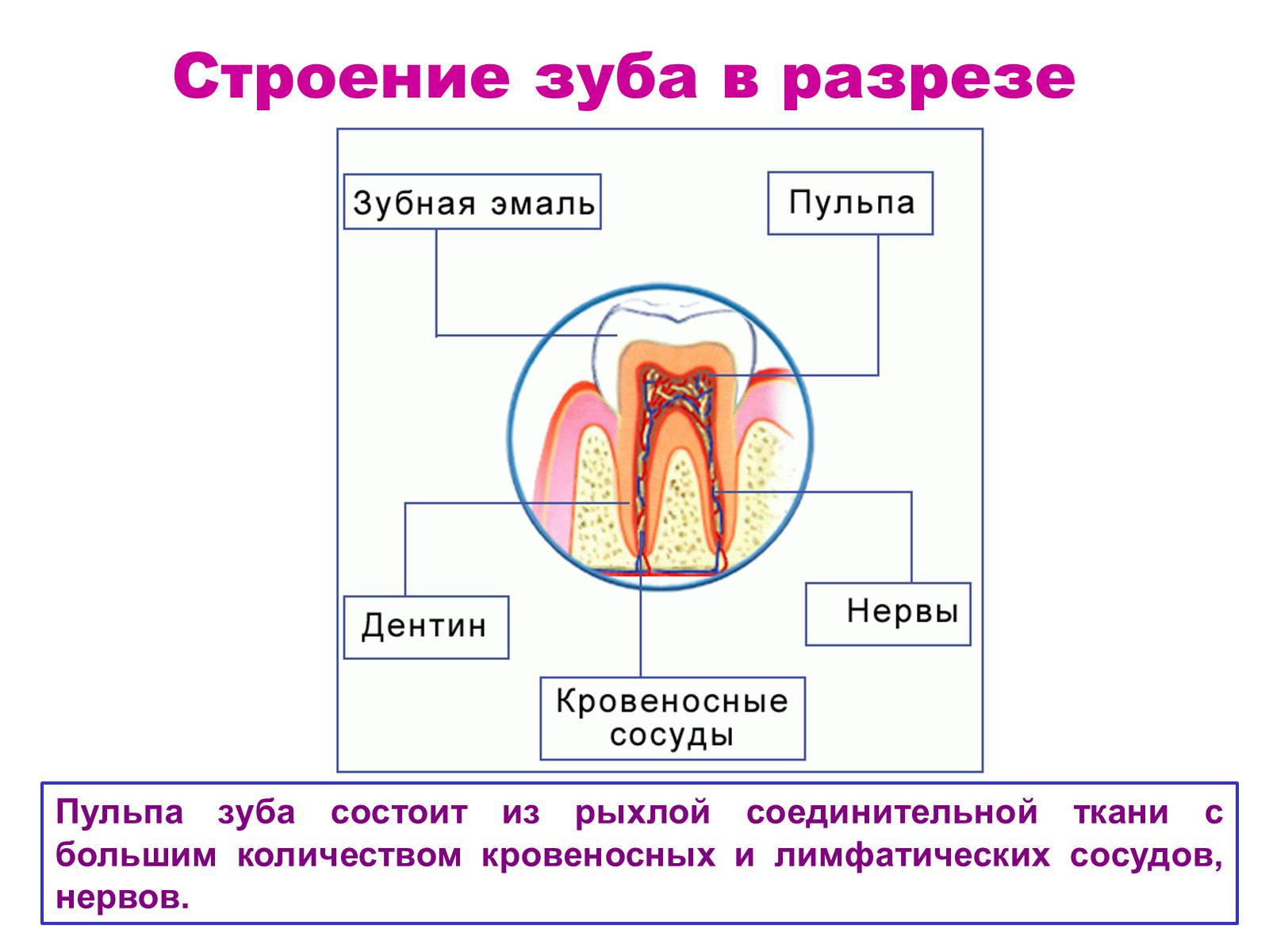 Презентація на тему «Зуби» (варіант 4) - Слайд #11