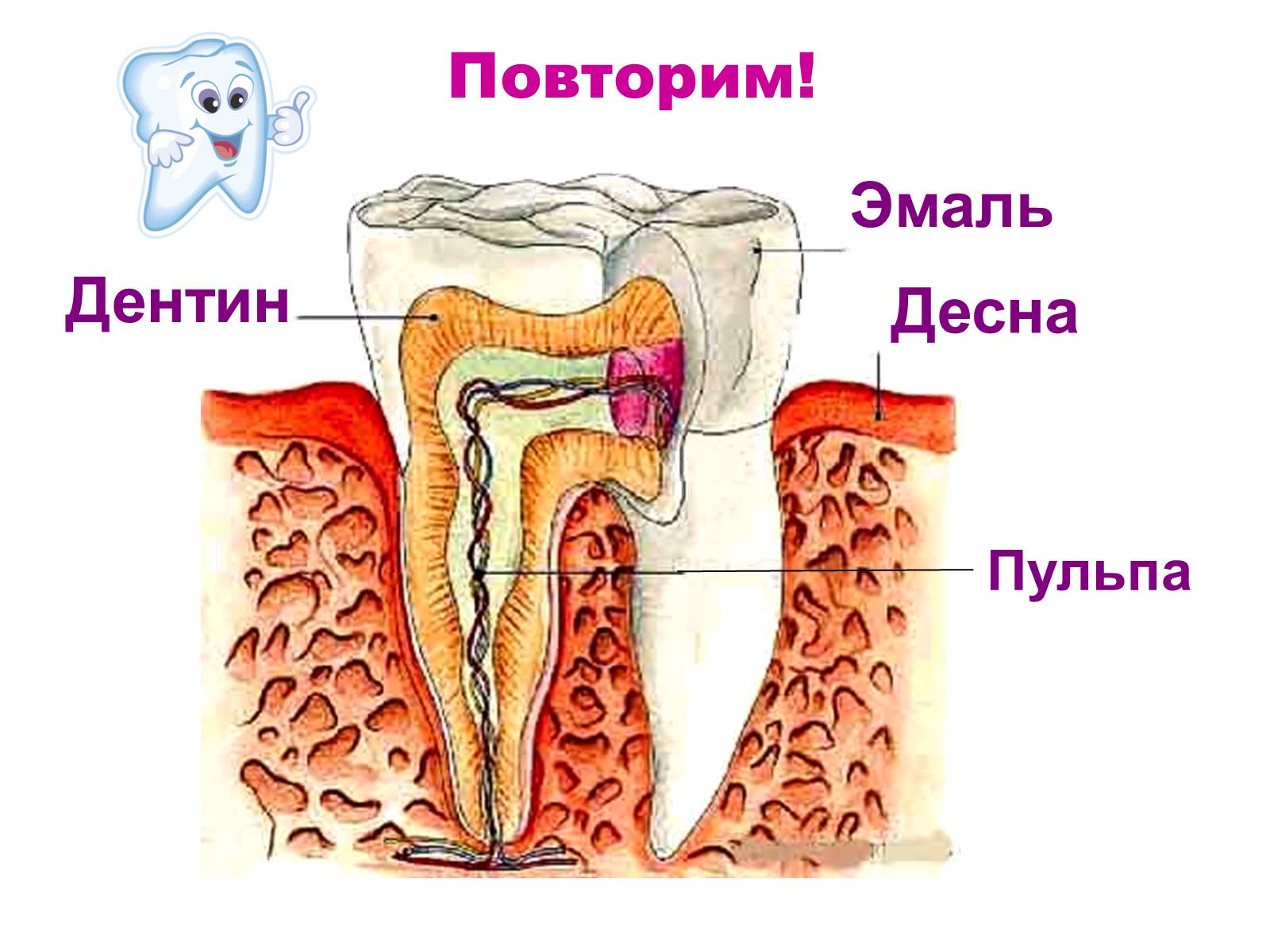 Презентація на тему «Зуби» (варіант 4) - Слайд #12
