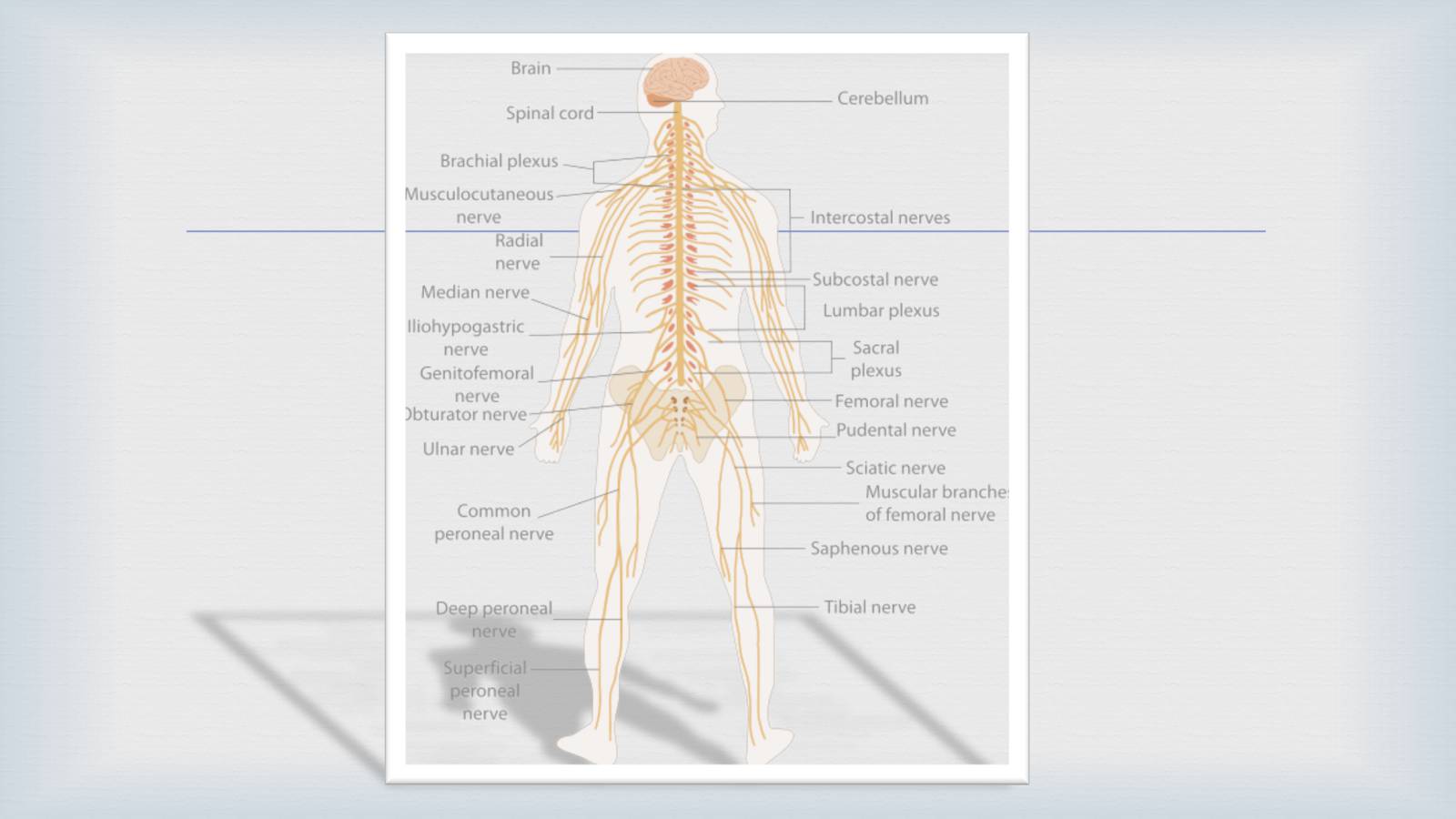 Презентація на тему «Системи людського організму» - Слайд #15