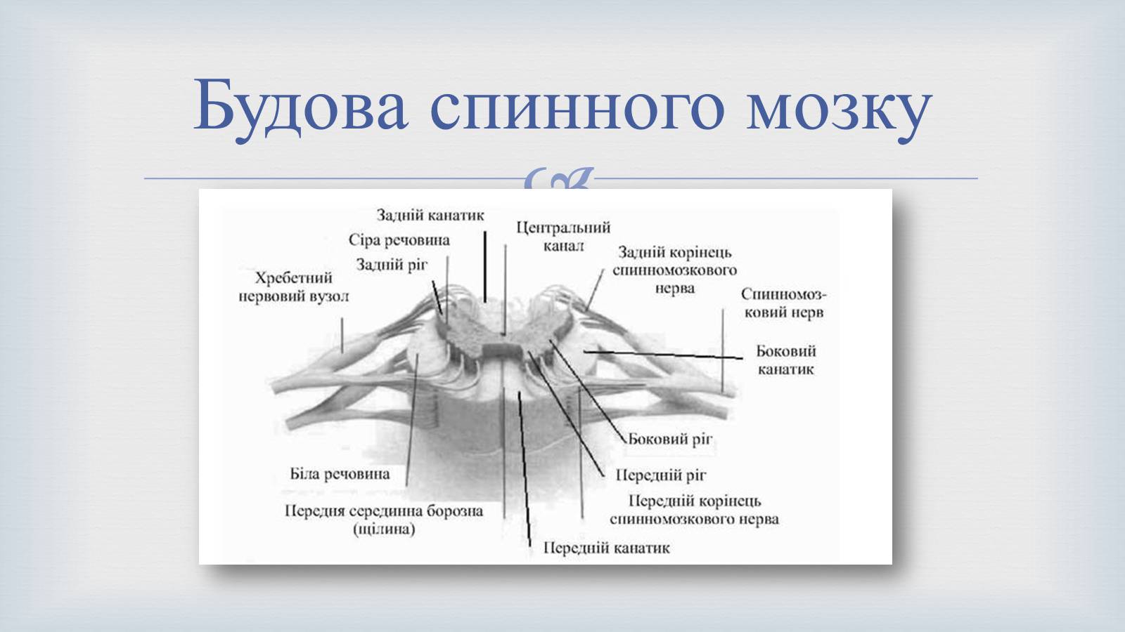 Презентація на тему «Системи людського організму» - Слайд #16