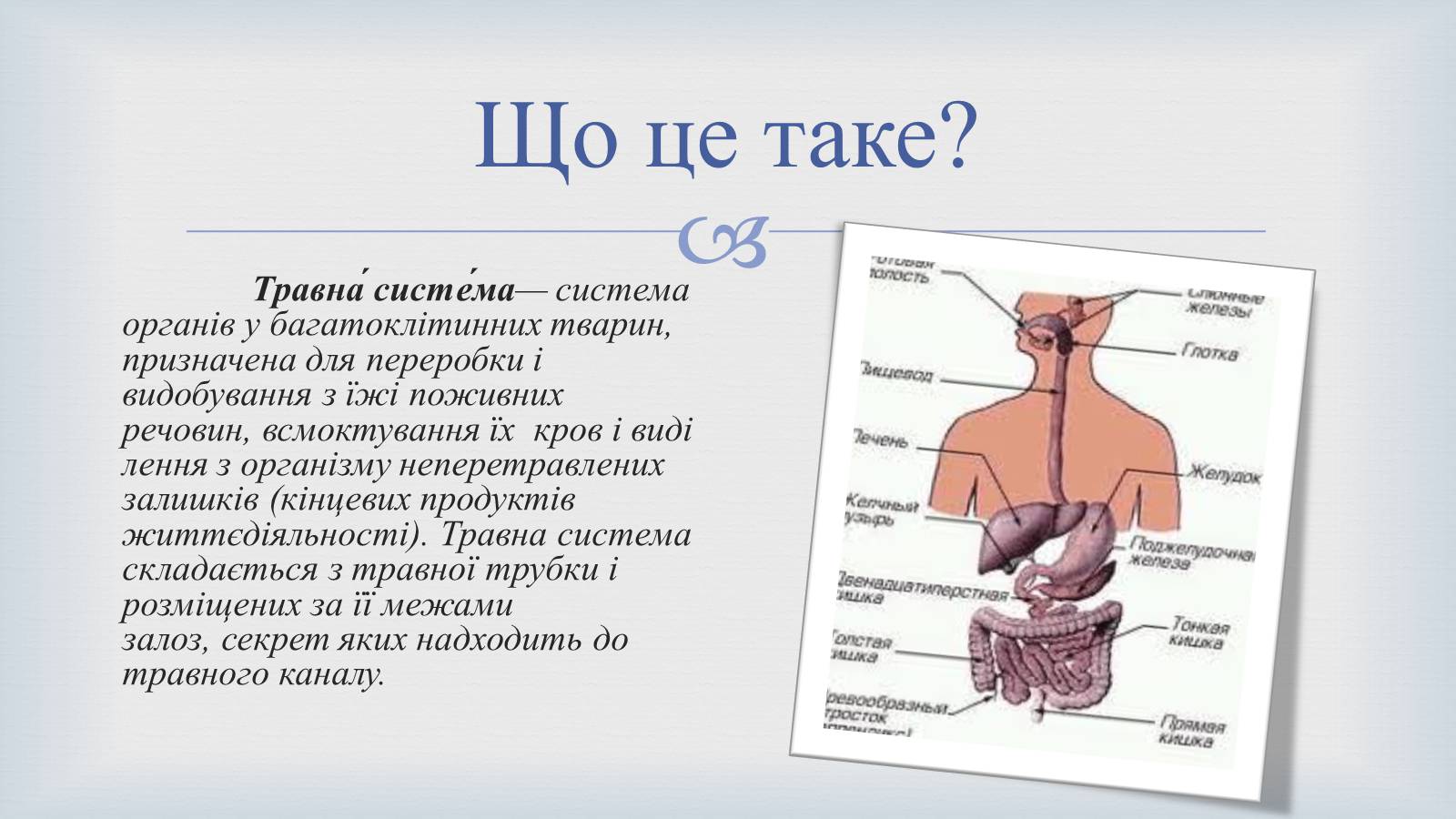 Презентація на тему «Системи людського організму» - Слайд #20