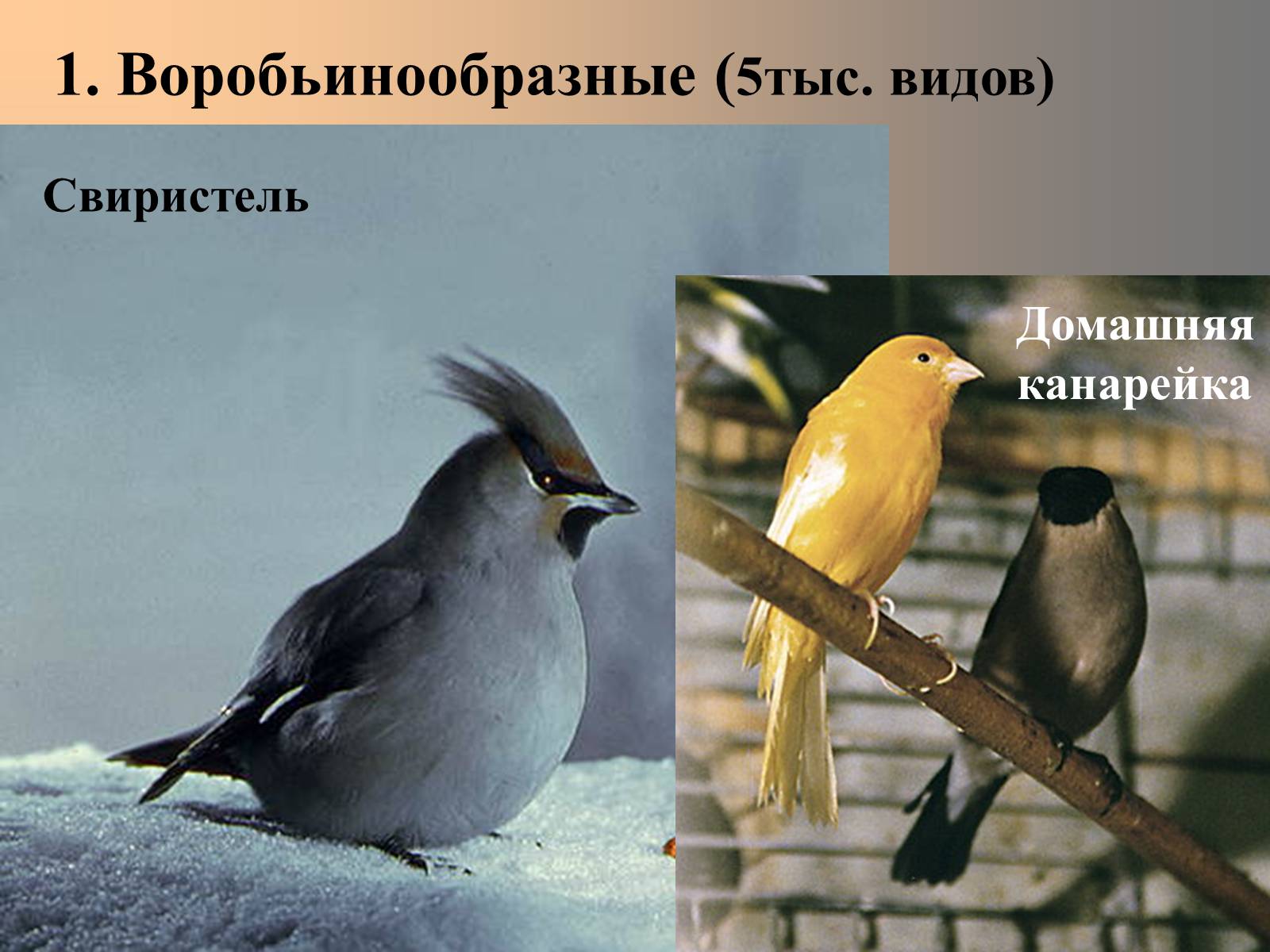 Презентація на тему «Важнейшие отряды птиц» - Слайд #2