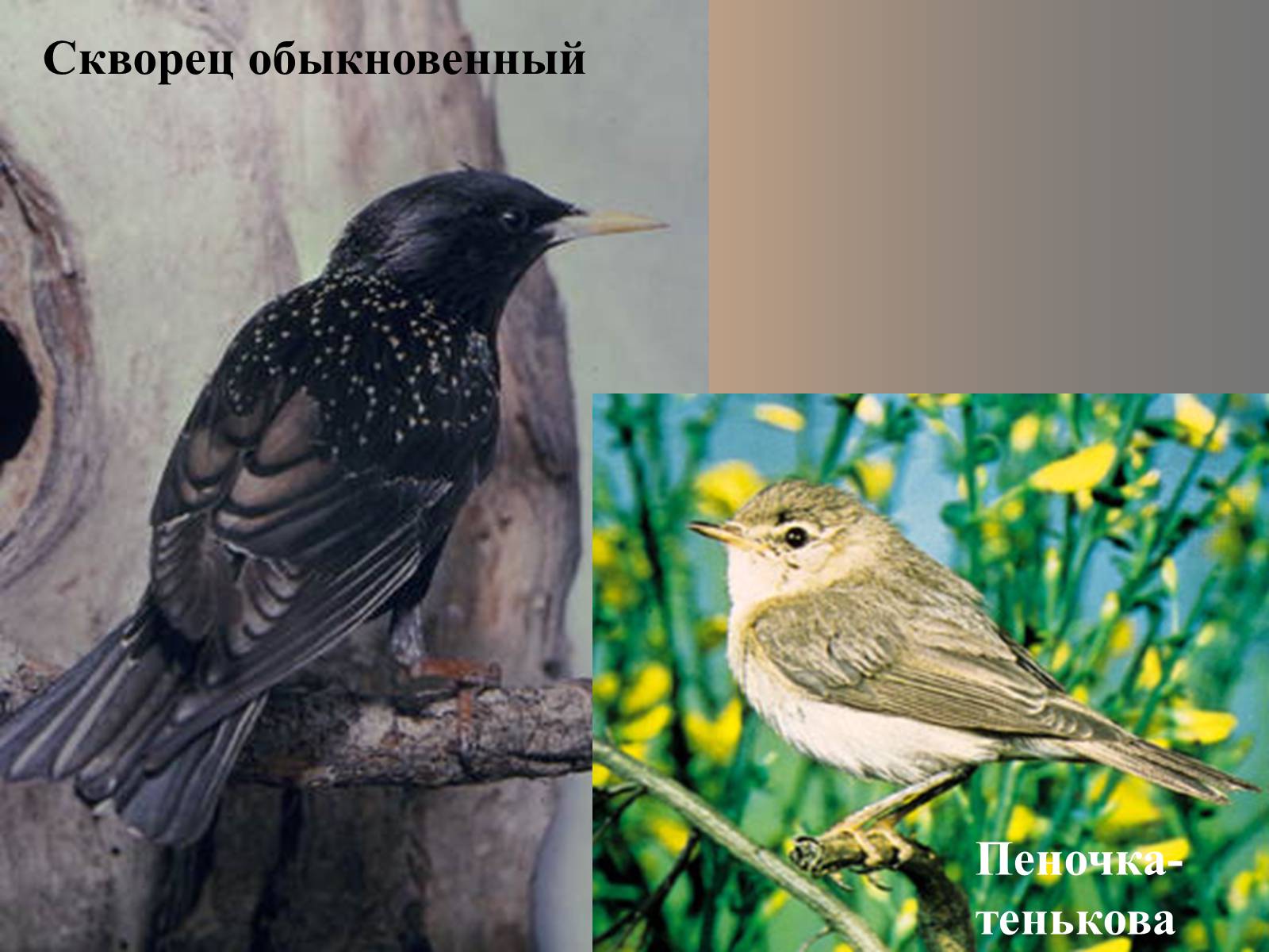 Презентація на тему «Важнейшие отряды птиц» - Слайд #3
