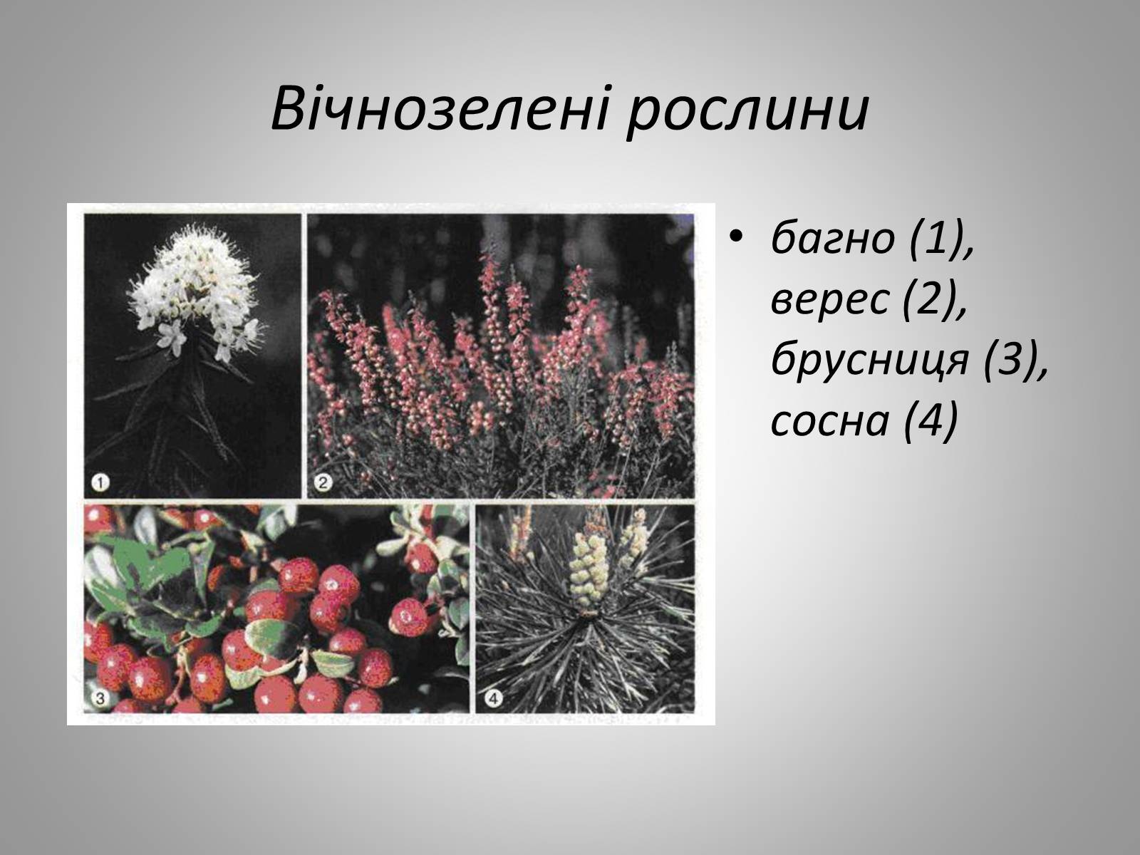 Презентація на тему «Життєдіяльність рослин» - Слайд #4
