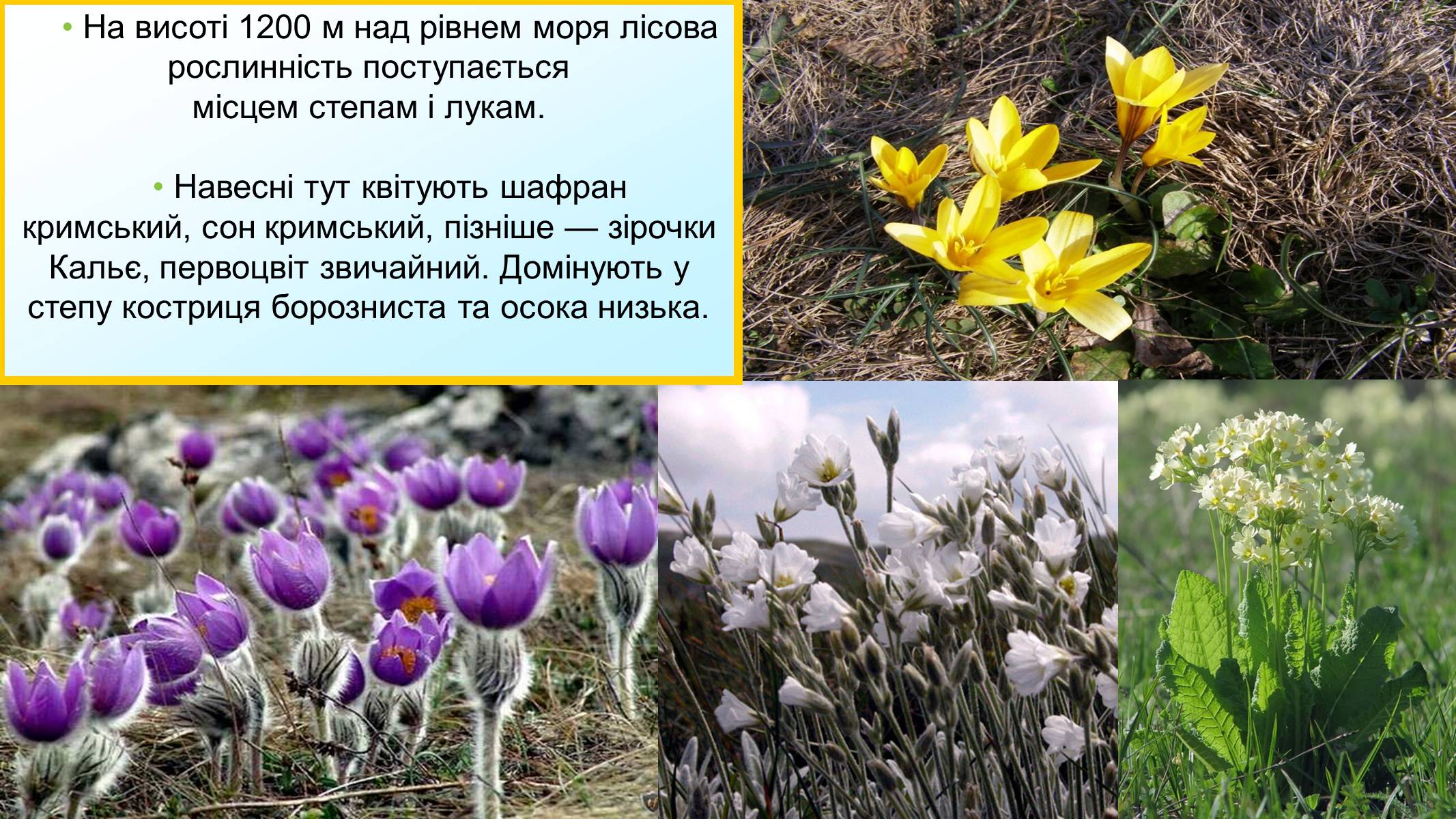 Презентація на тему «Кримський природний заповідник» - Слайд #9