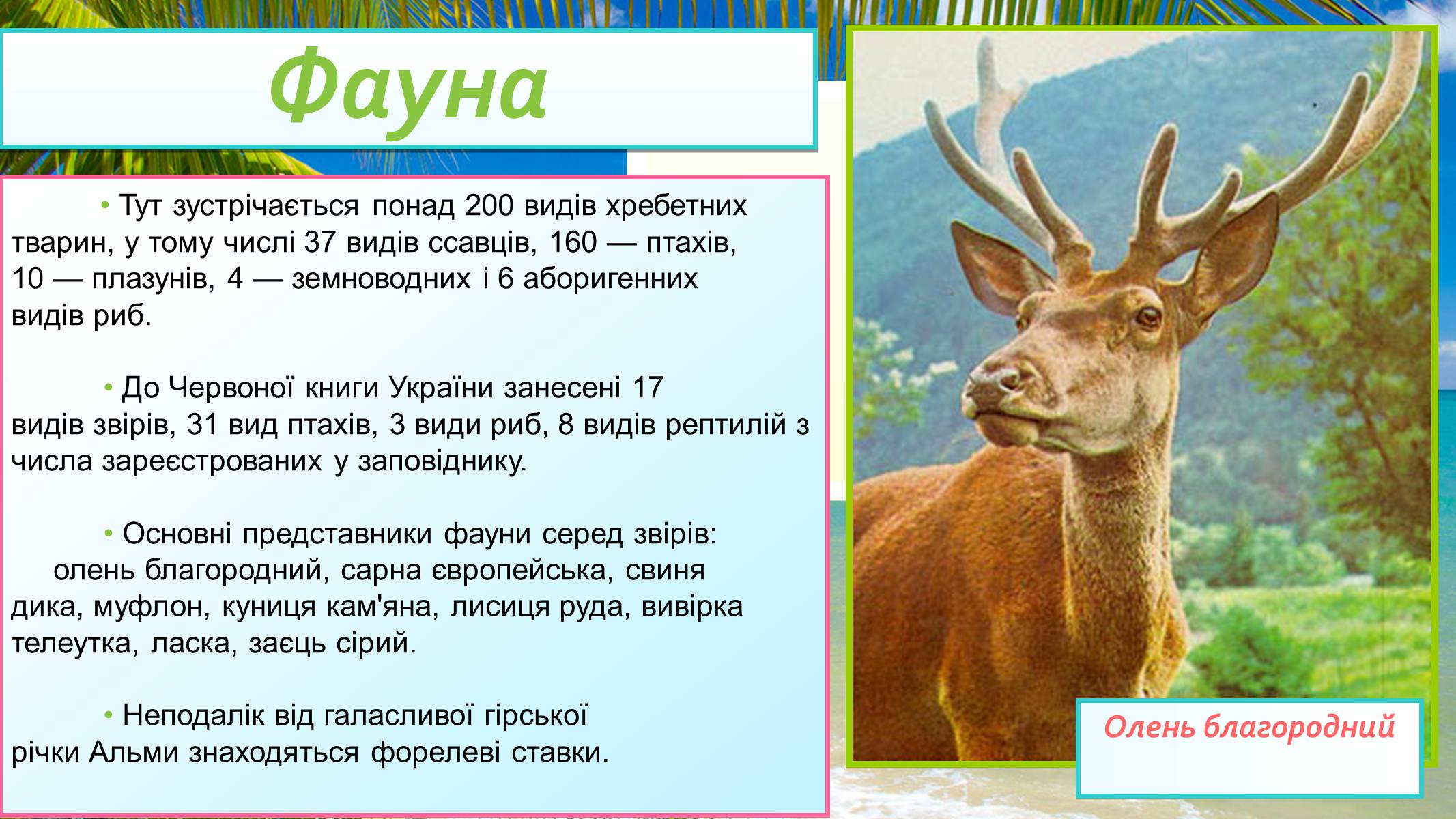 Презентація на тему «Кримський природний заповідник» - Слайд #10
