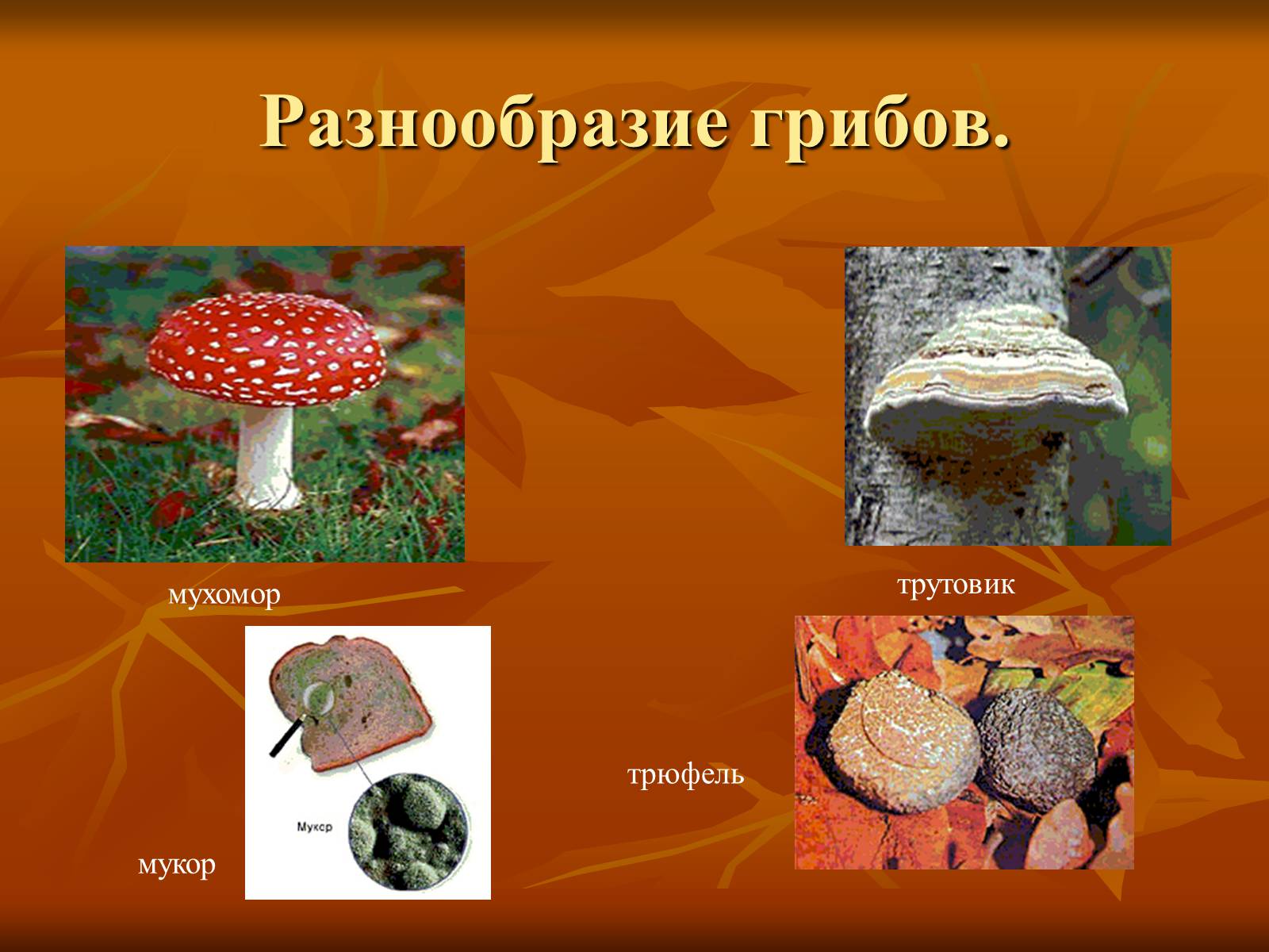 Презентація на тему «Царство грибы» (варіант 1) - Слайд #4