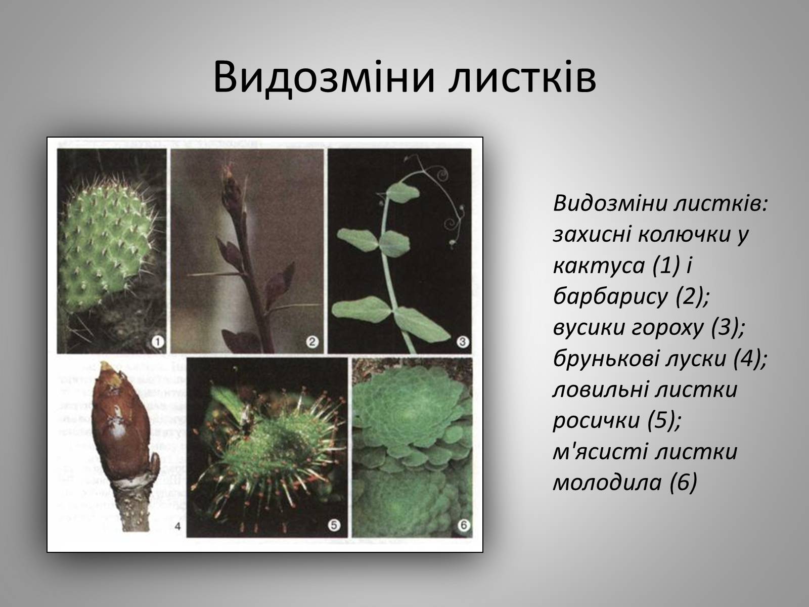 Презентація на тему «Життєдіяльність рослин» - Слайд #17