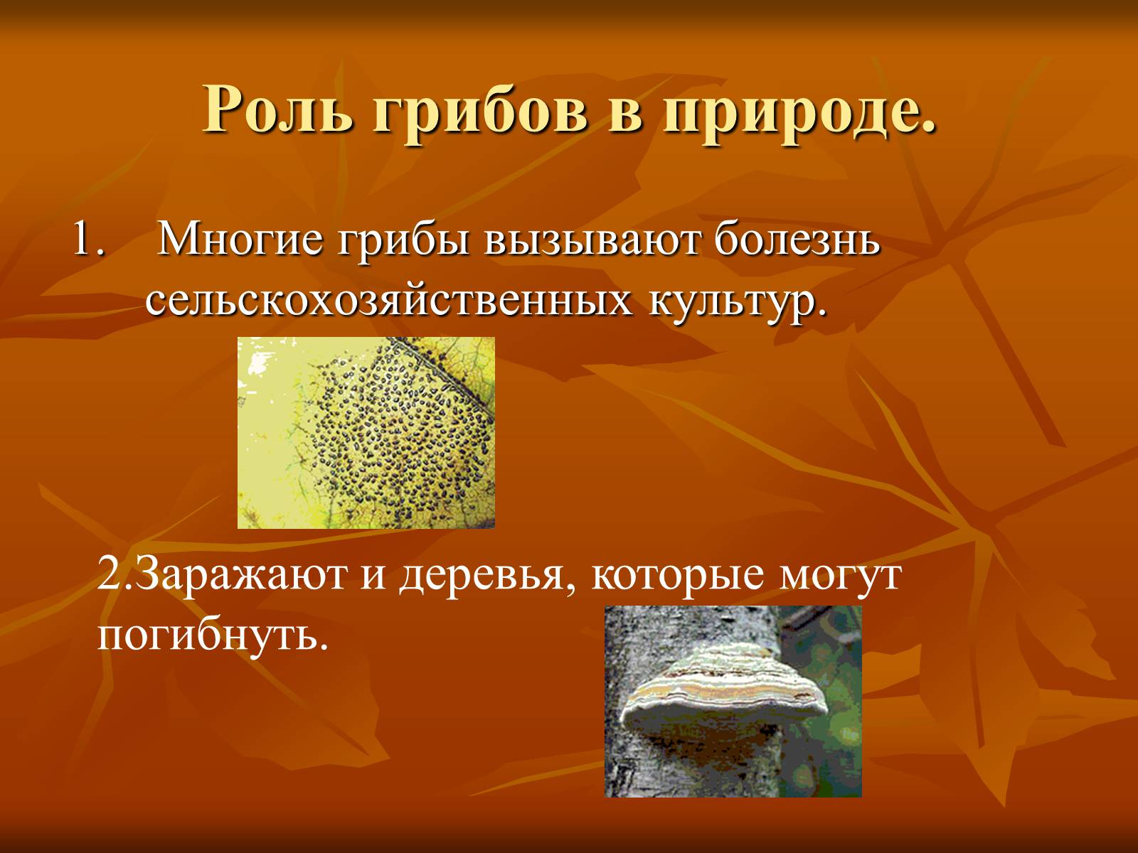 Презентація на тему «Царство грибы» (варіант 1) - Слайд #9