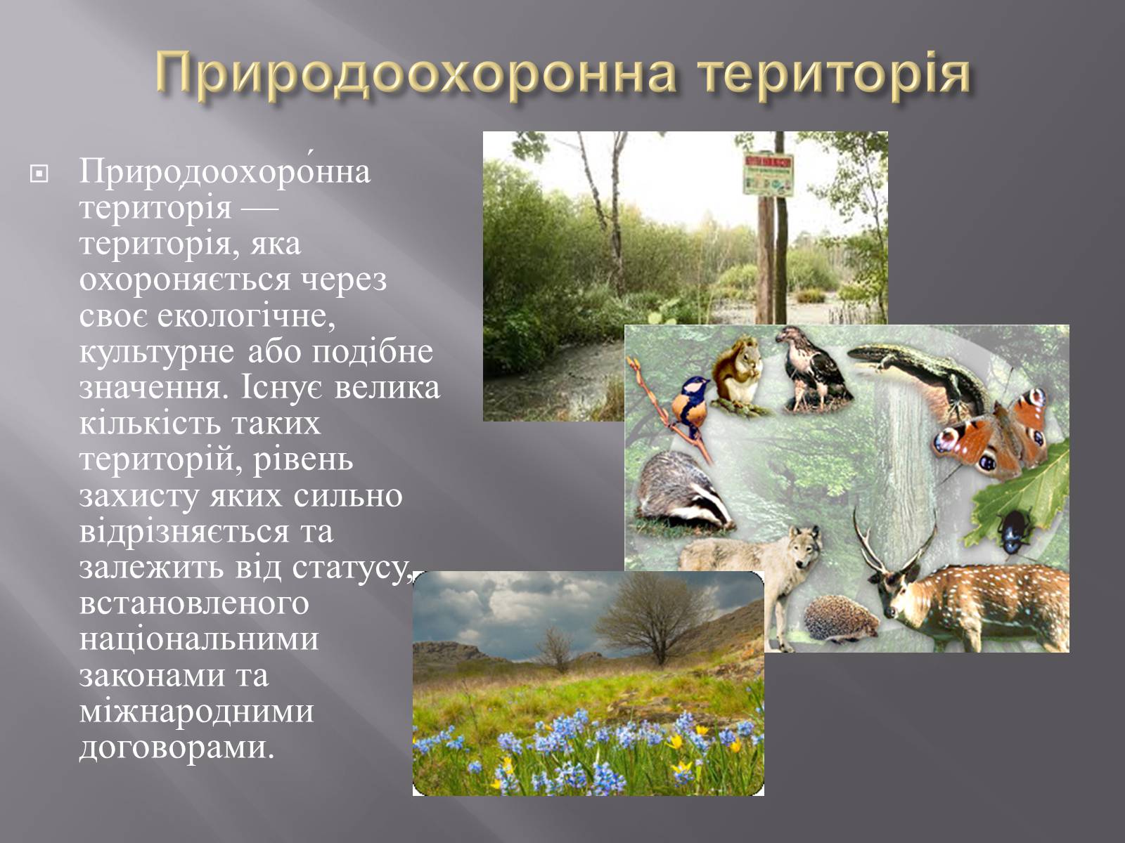 Презентація на тему «Біорізноманіття» (варіант 3) - Слайд #10