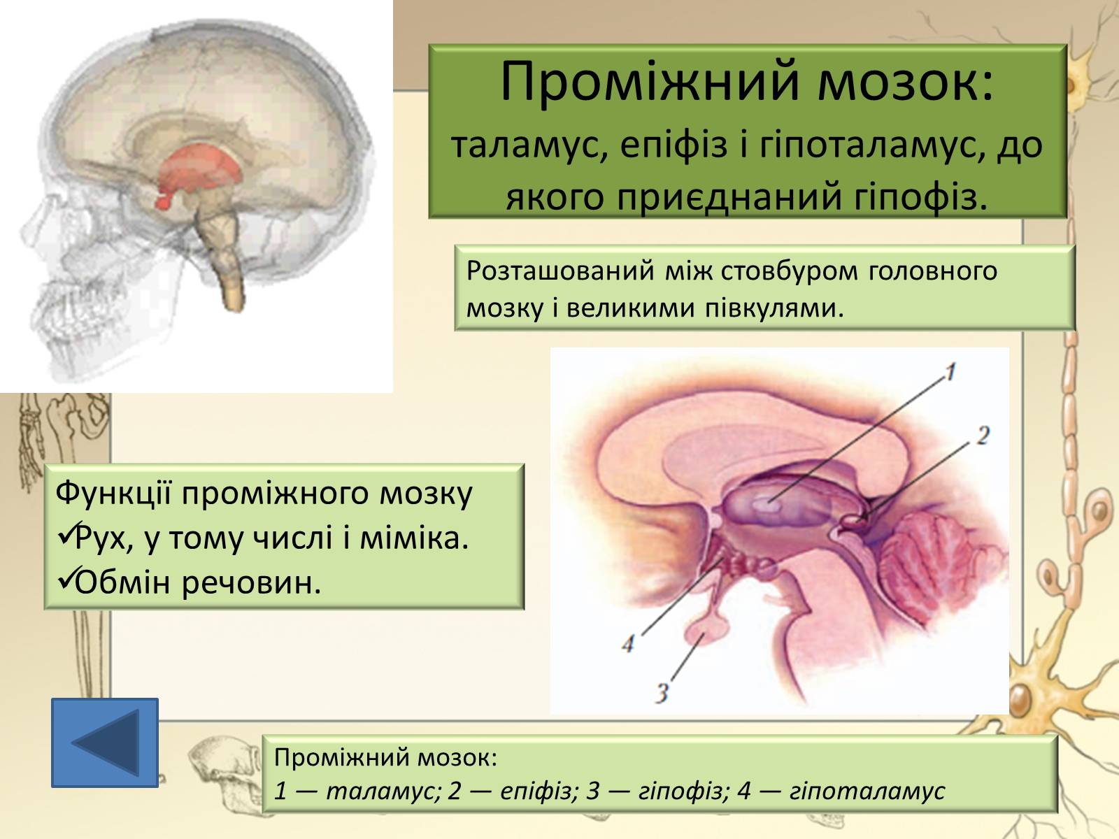 Презентація на тему «Будова і функції головного мозку. Загальна характеристика» - Слайд #27