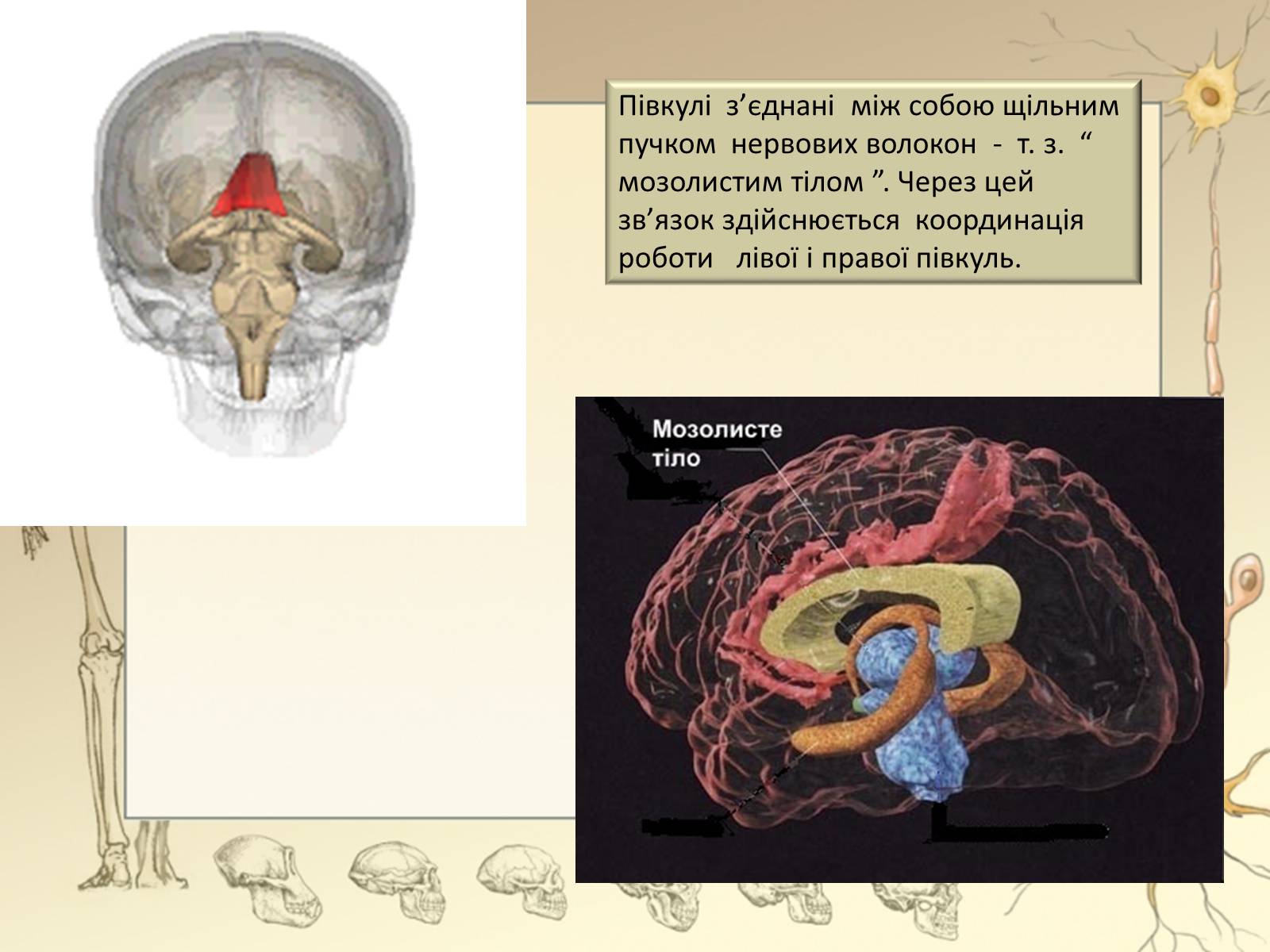 Презентація на тему «Будова і функції головного мозку. Загальна характеристика» - Слайд #34