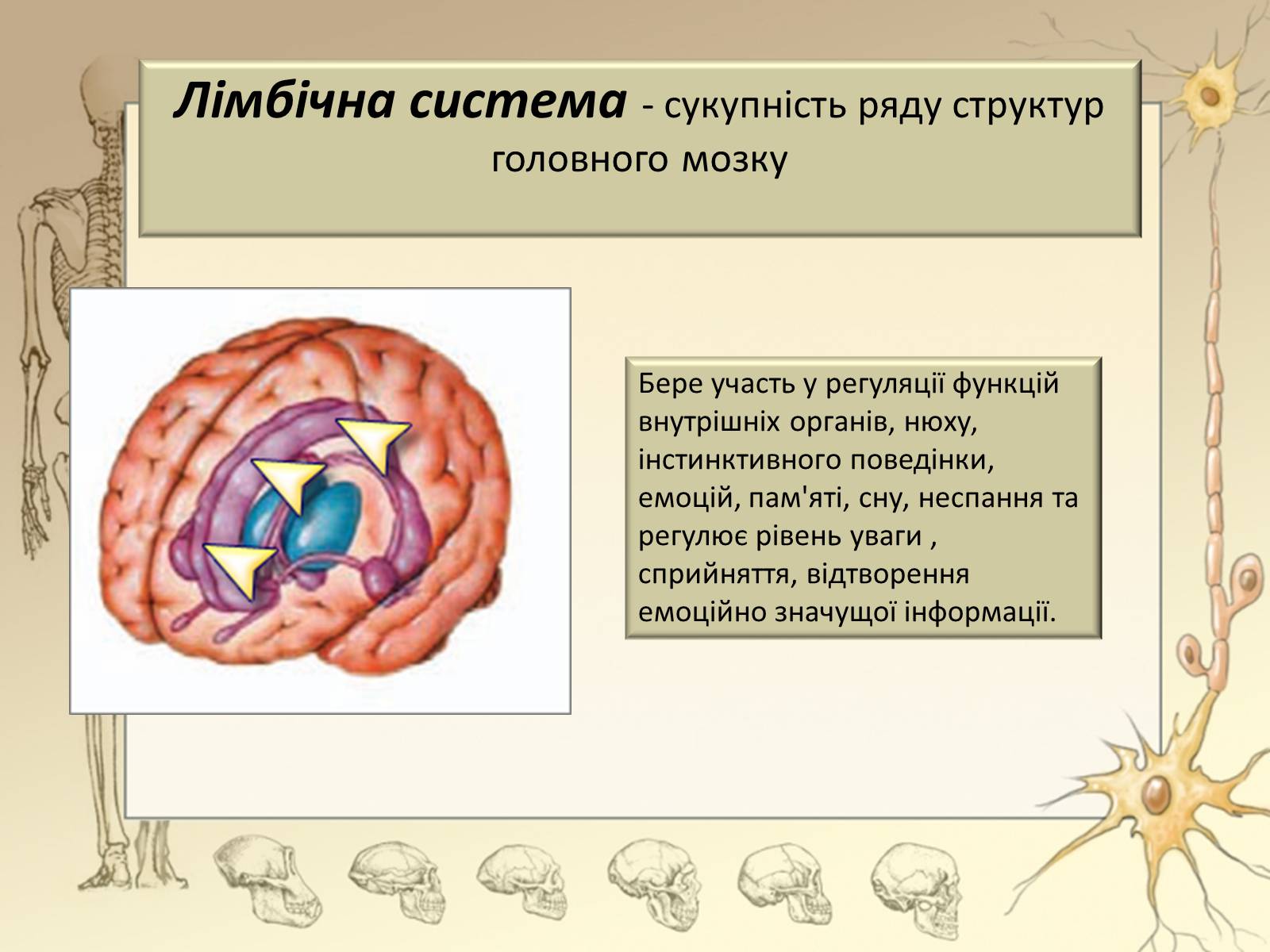 Презентація на тему «Будова і функції головного мозку. Загальна характеристика» - Слайд #35