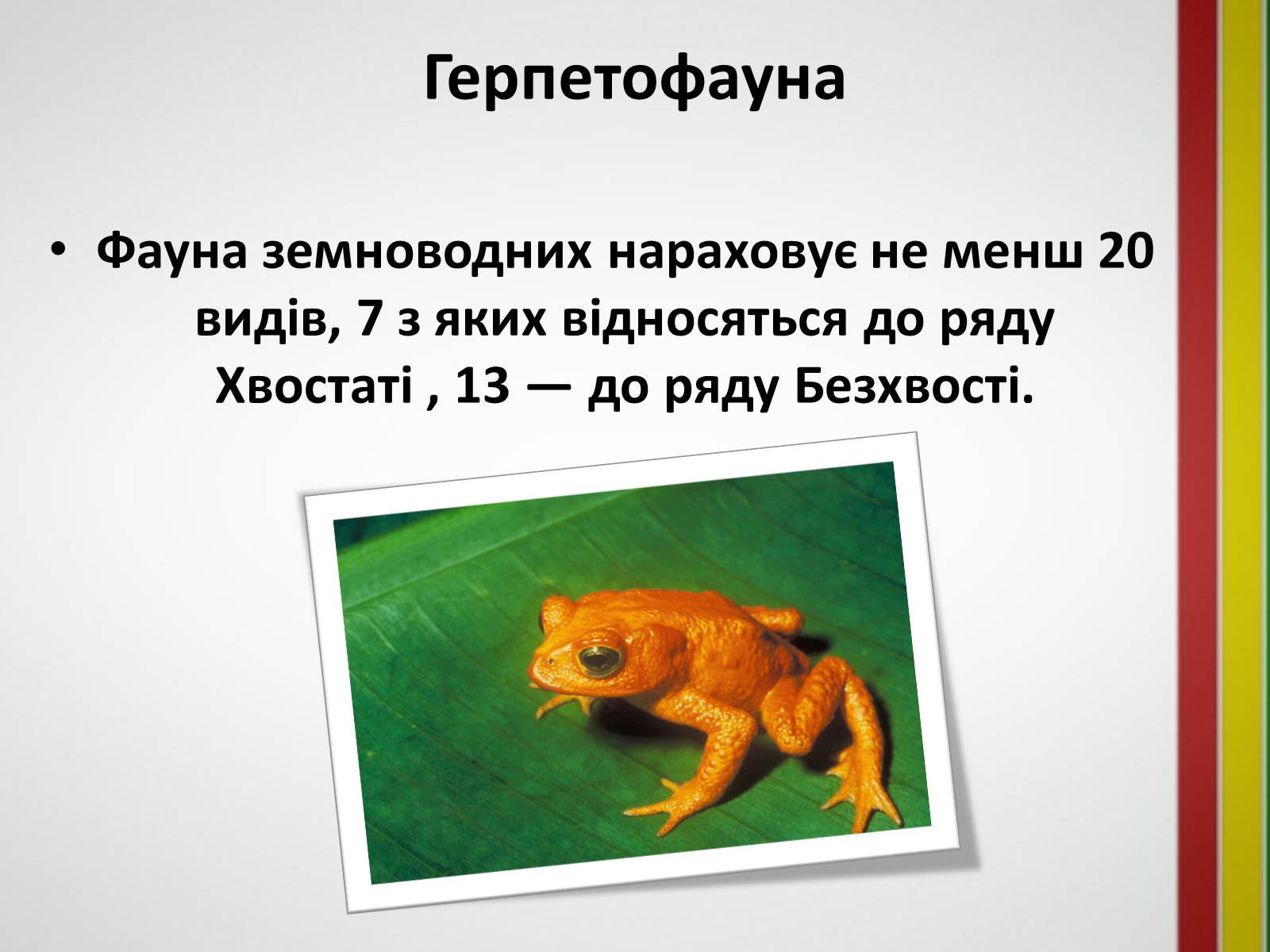 Презентація на тему «Тварини України» - Слайд #5